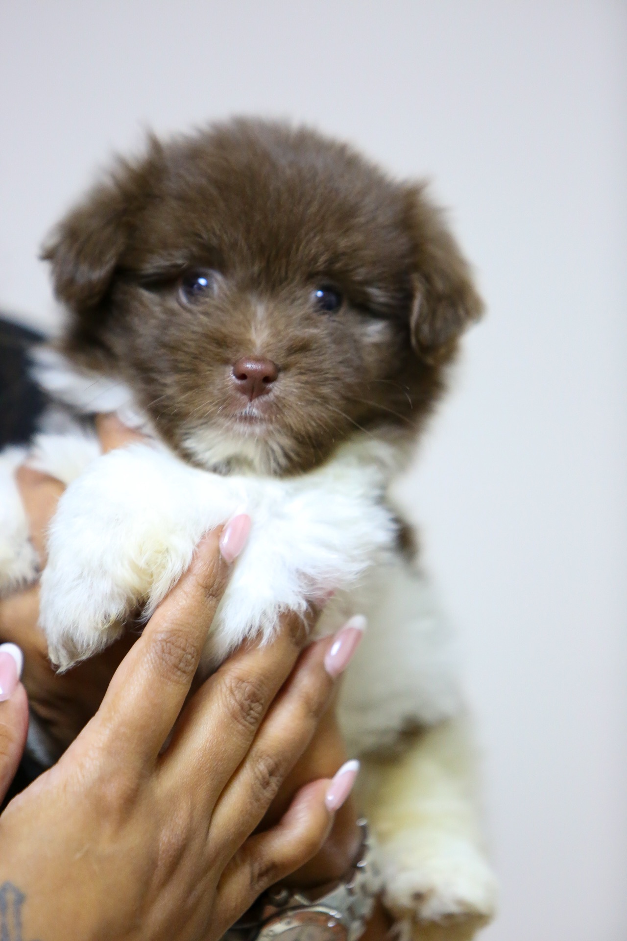 Maltese 2 months old  - Image 2