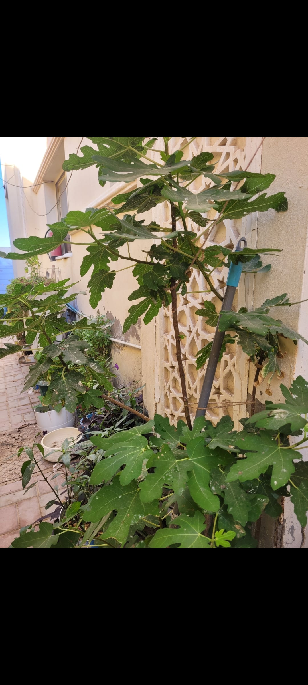 Plant  - Image 2