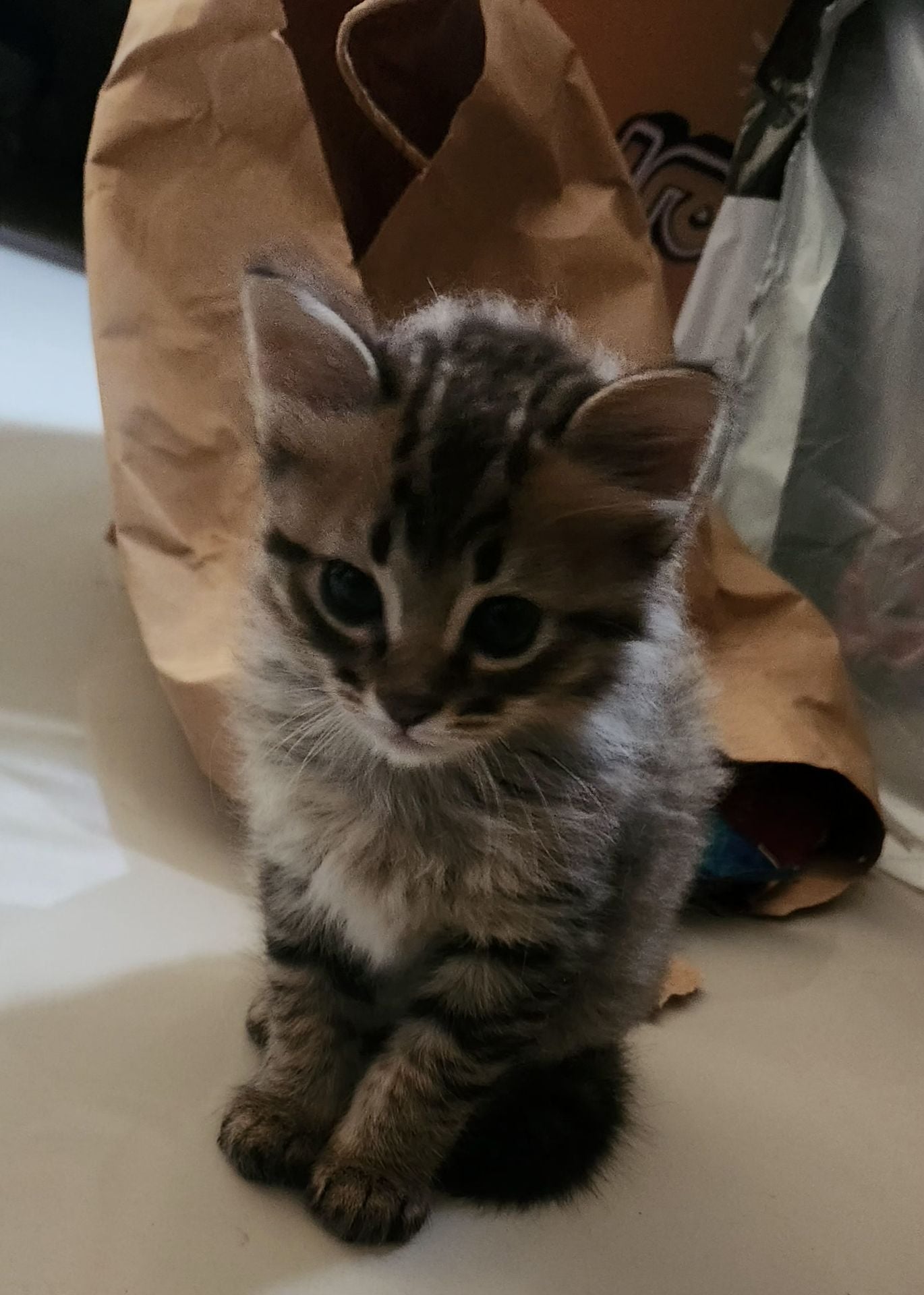 Kittens for Free - Image 2
