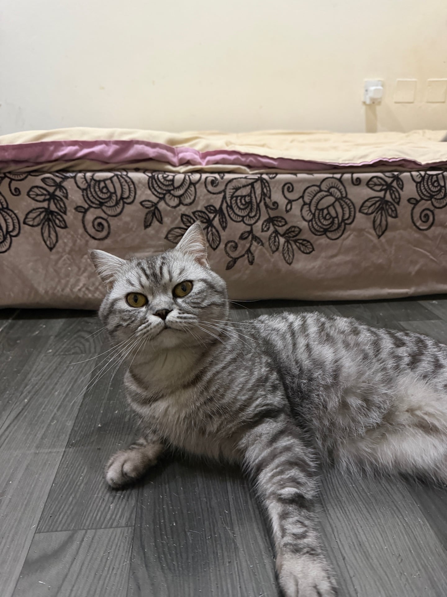 Cats for Adoption for free - Image 5