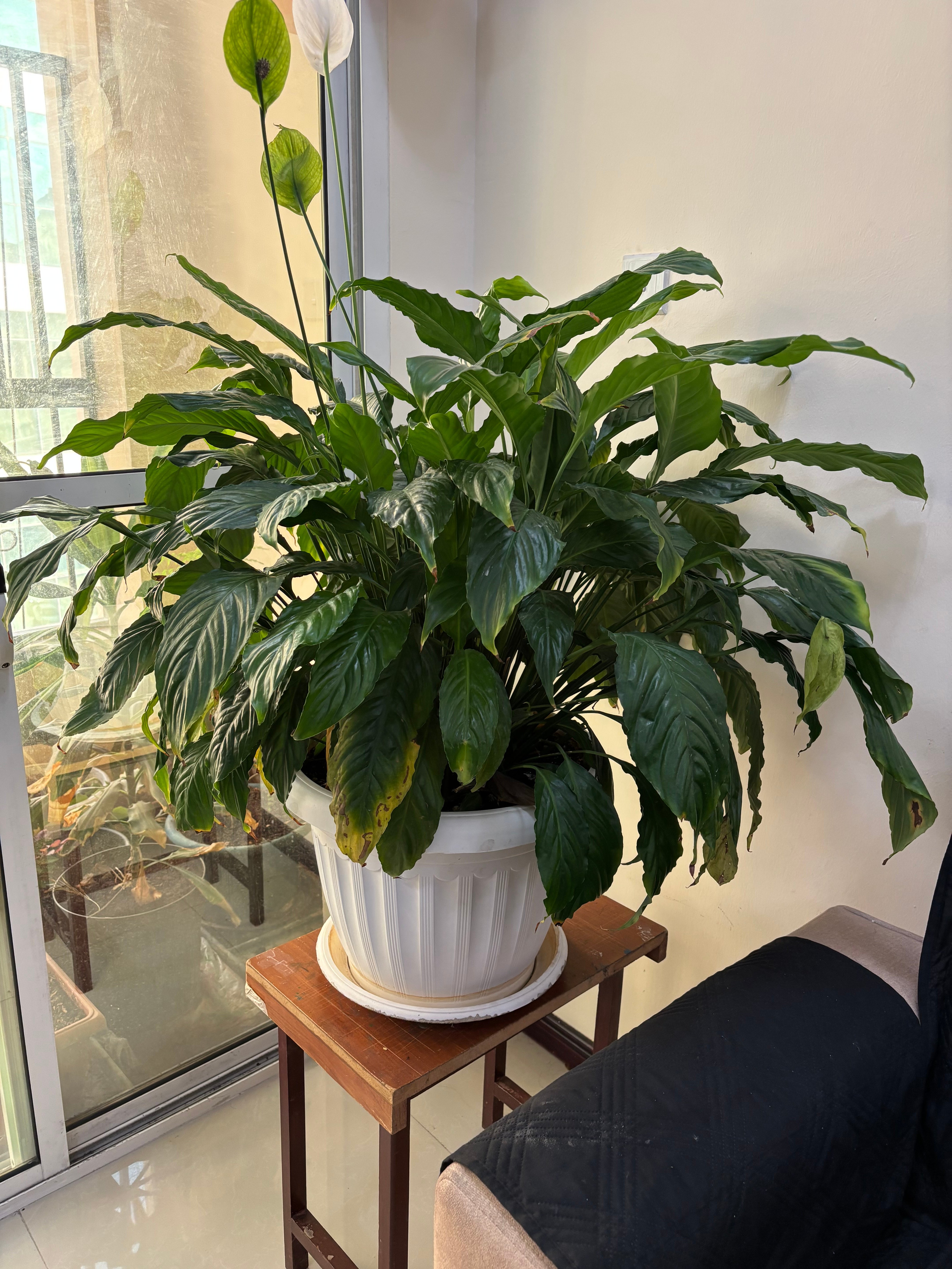 Indoor Plants  - Image 4