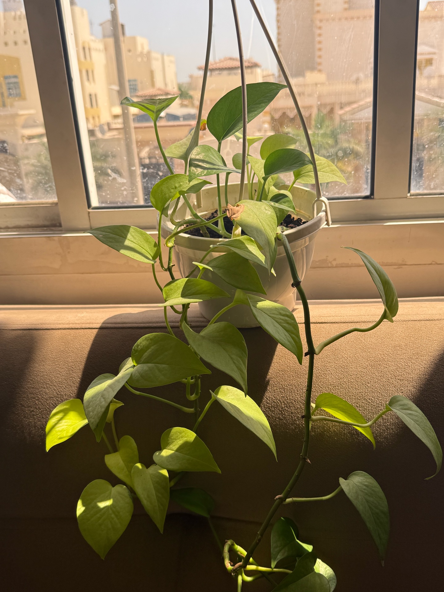 Money plant light green - Image 4