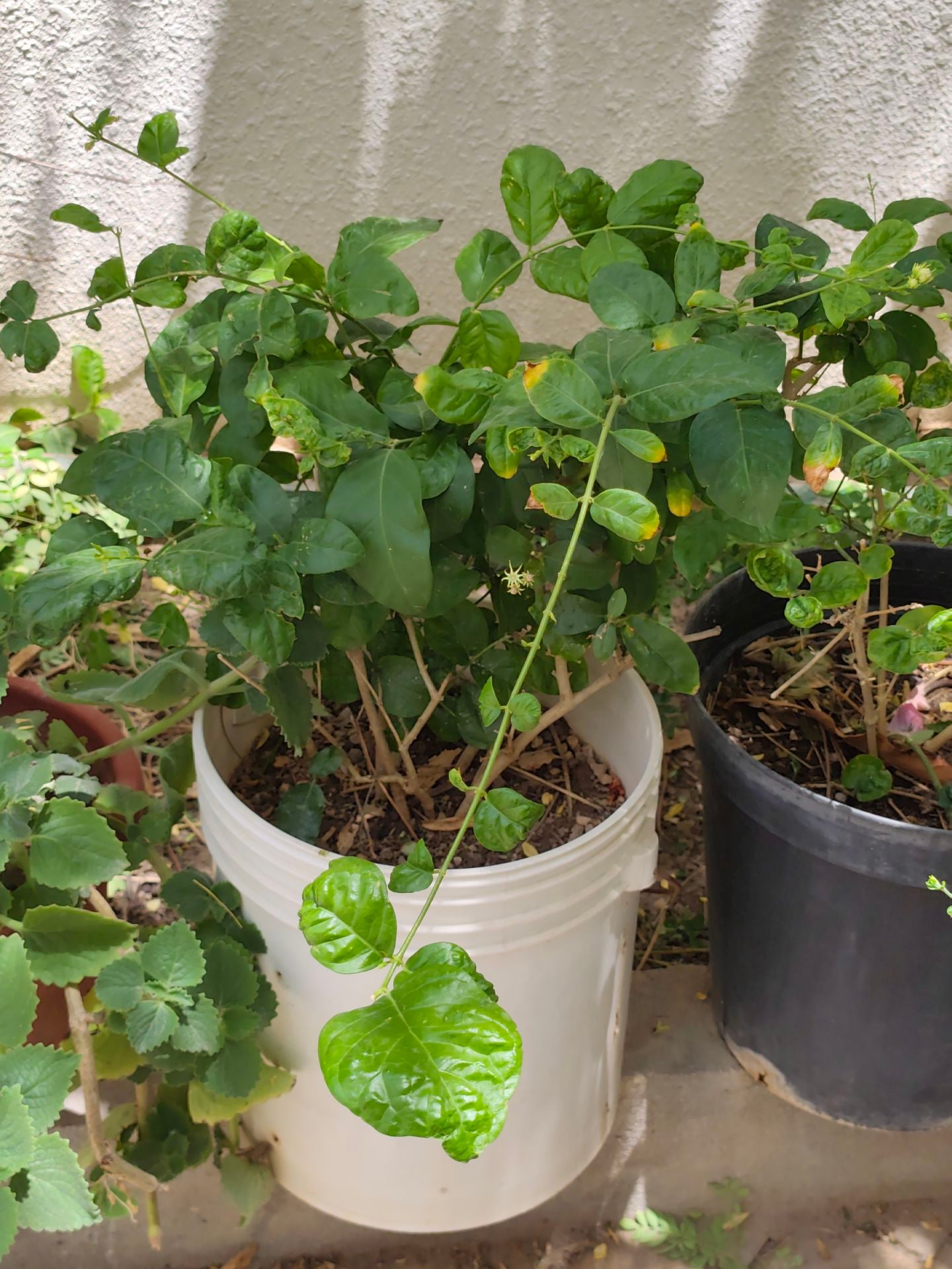 Jasmine plant - Image 2