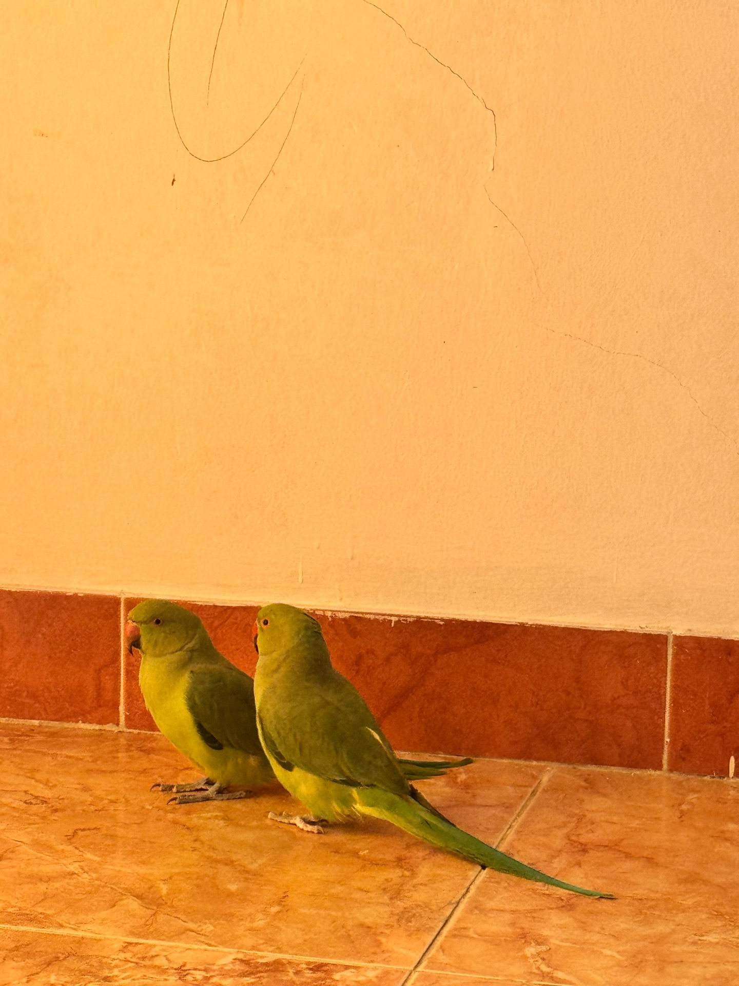 Green parrots pair - Image 3