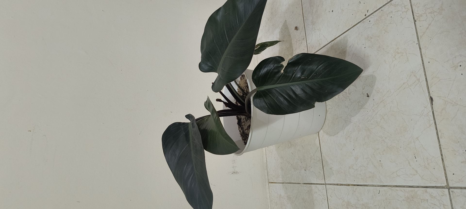 Plants and craft - Image 4