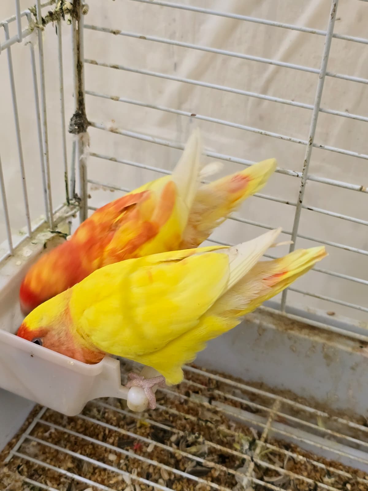 2 African love birds with cage for sale - Image 1
