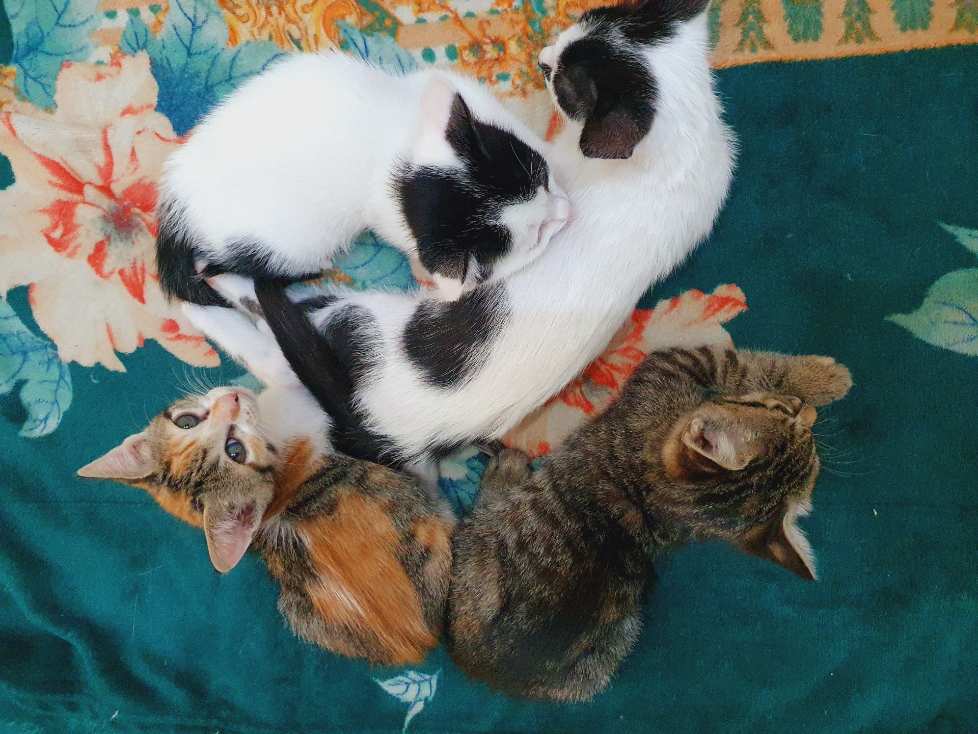 2.5 month's old kittens for adoption  - Image 3