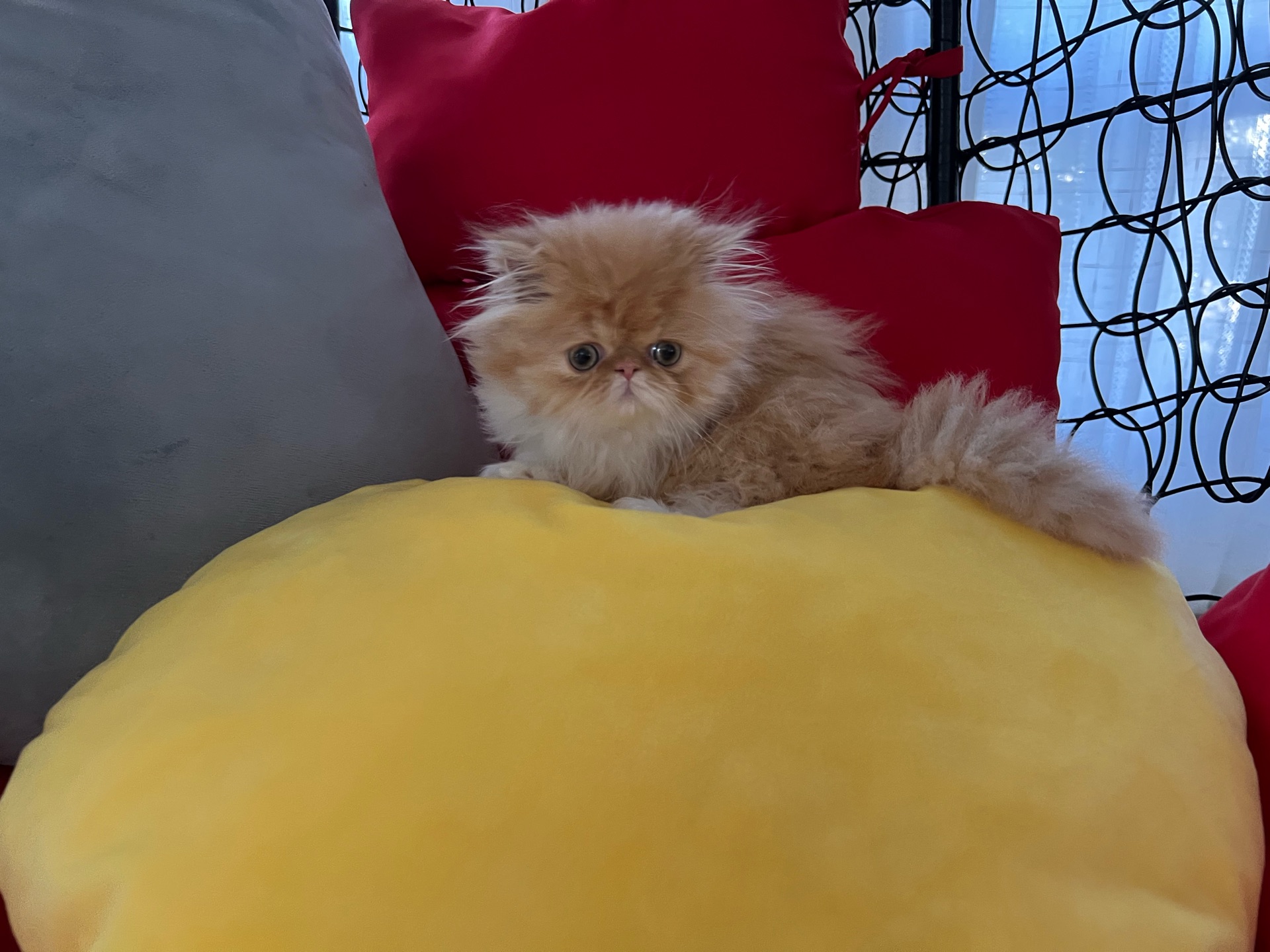Cute Persian kitten - Image 1