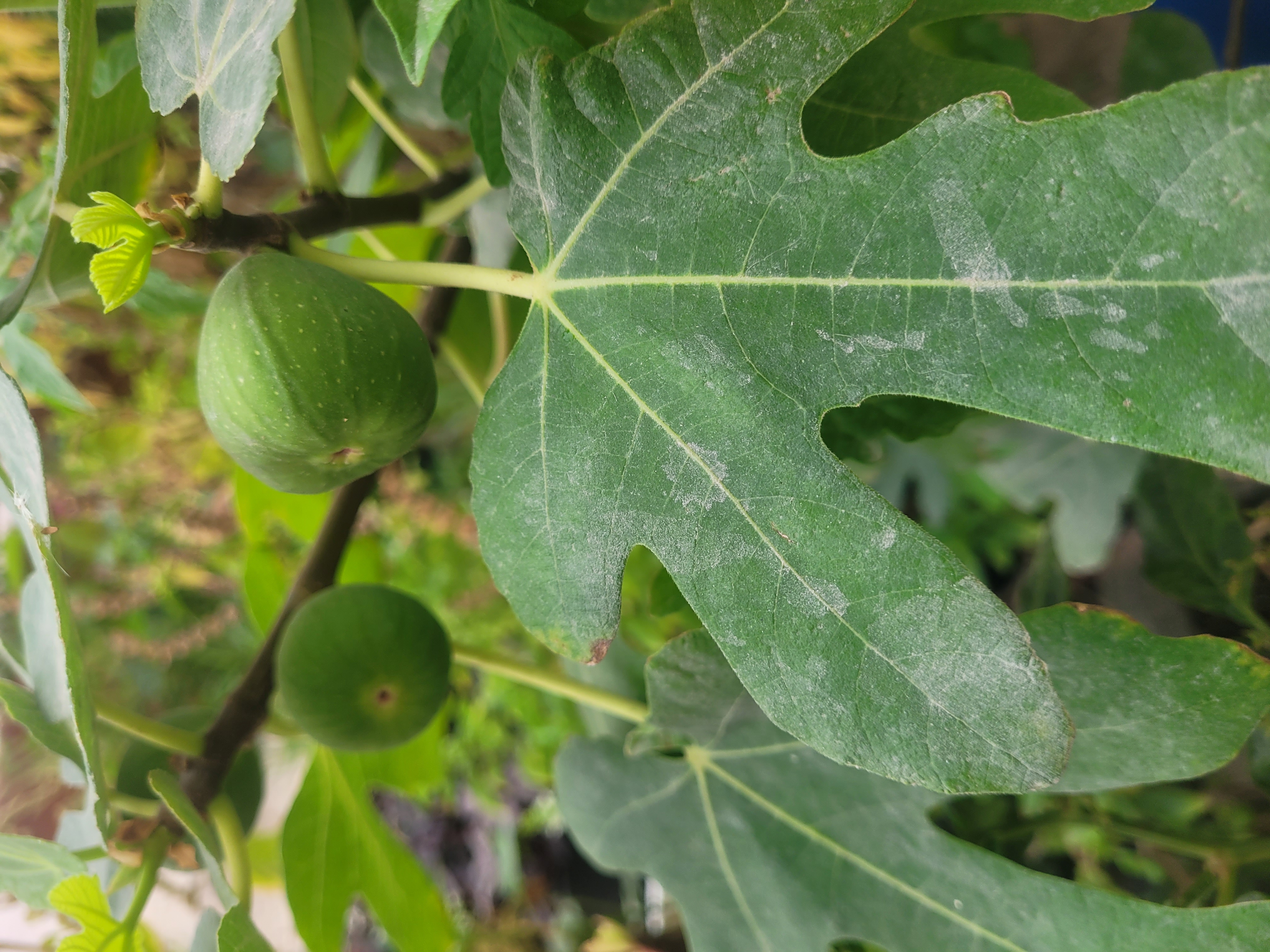 Plant  - Image 7