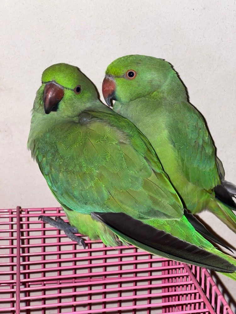Green parrots pair - Image 5