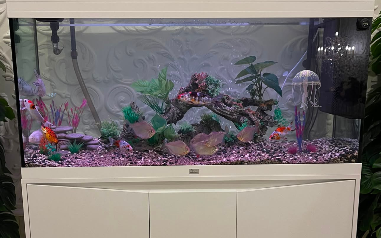 Professional Aquarium Maintenance at Home | From 300 QAR | Qatar
