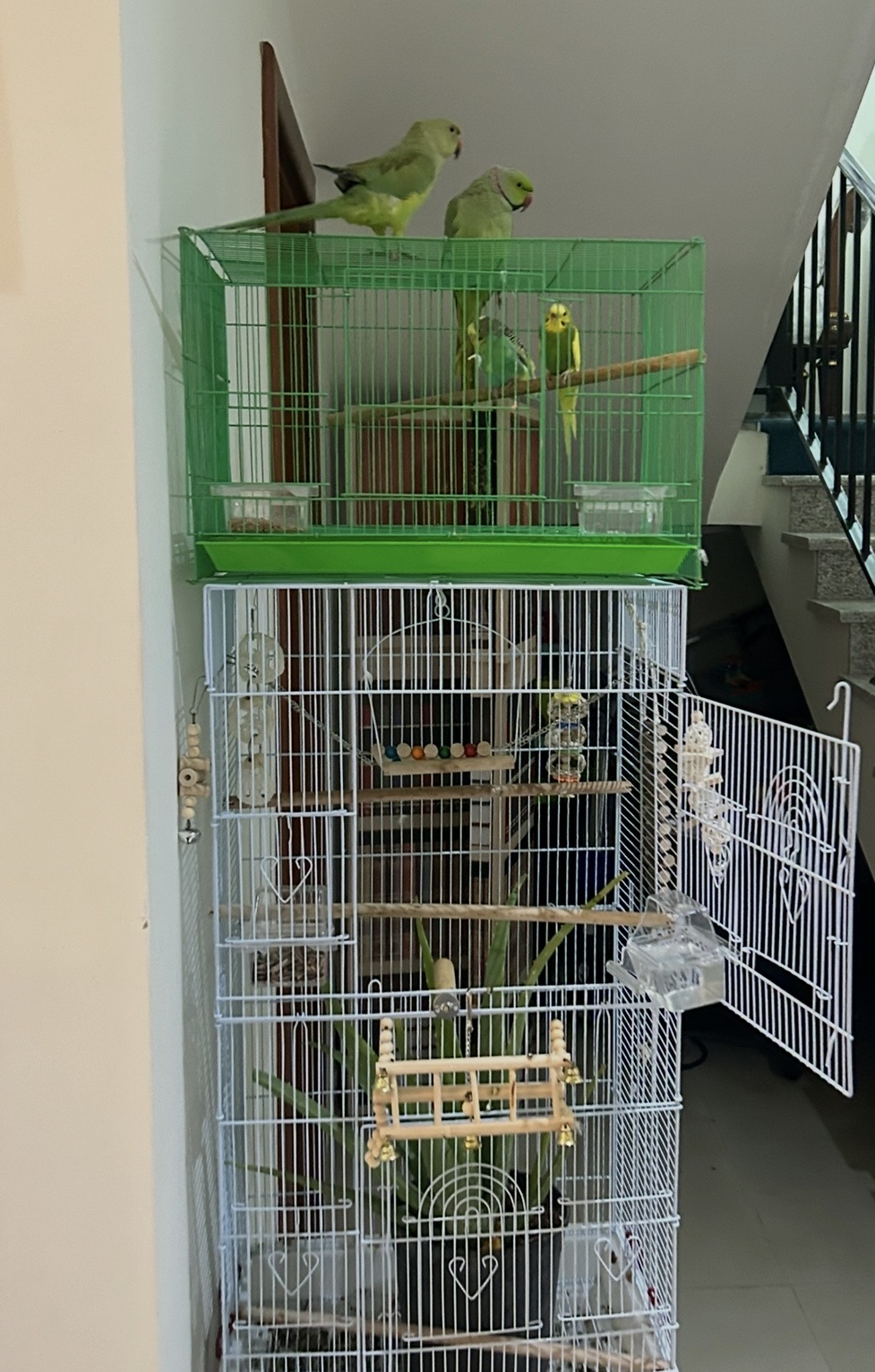 Ringneck and lovebirds بغباء درة وطيور الحب - Image 1