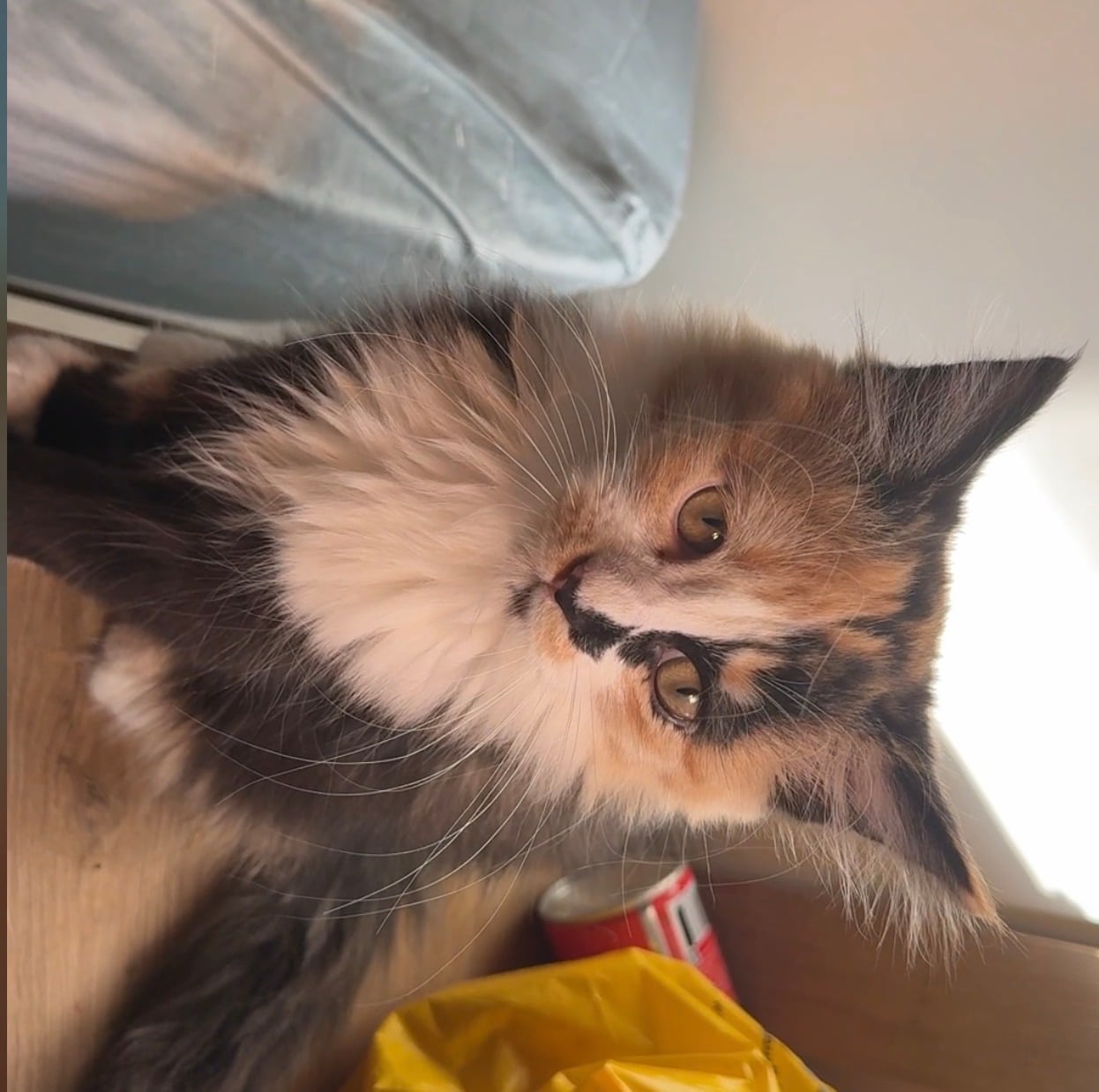 Female Kitten for Adoption  - Image 2