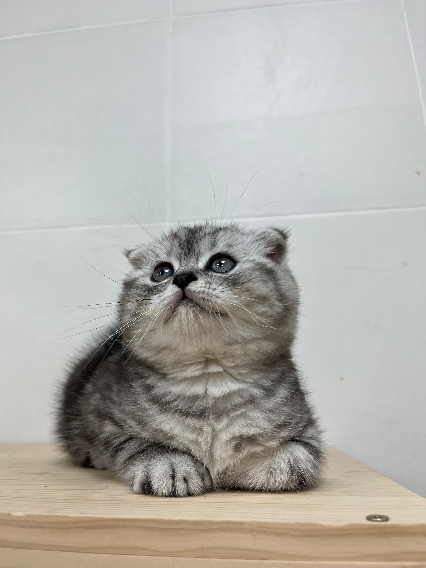 Scottish Fold Kitten - Image 1