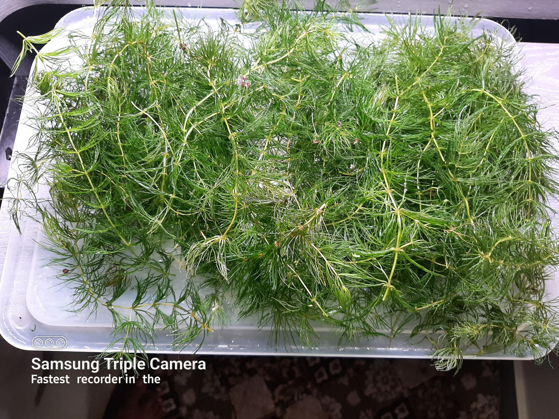 Aquatic plants on sale - Image 1