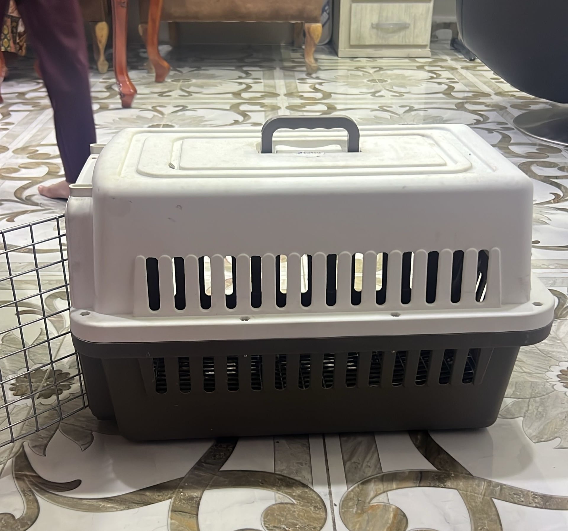 CAT FOR ADOPTION  - Image 4