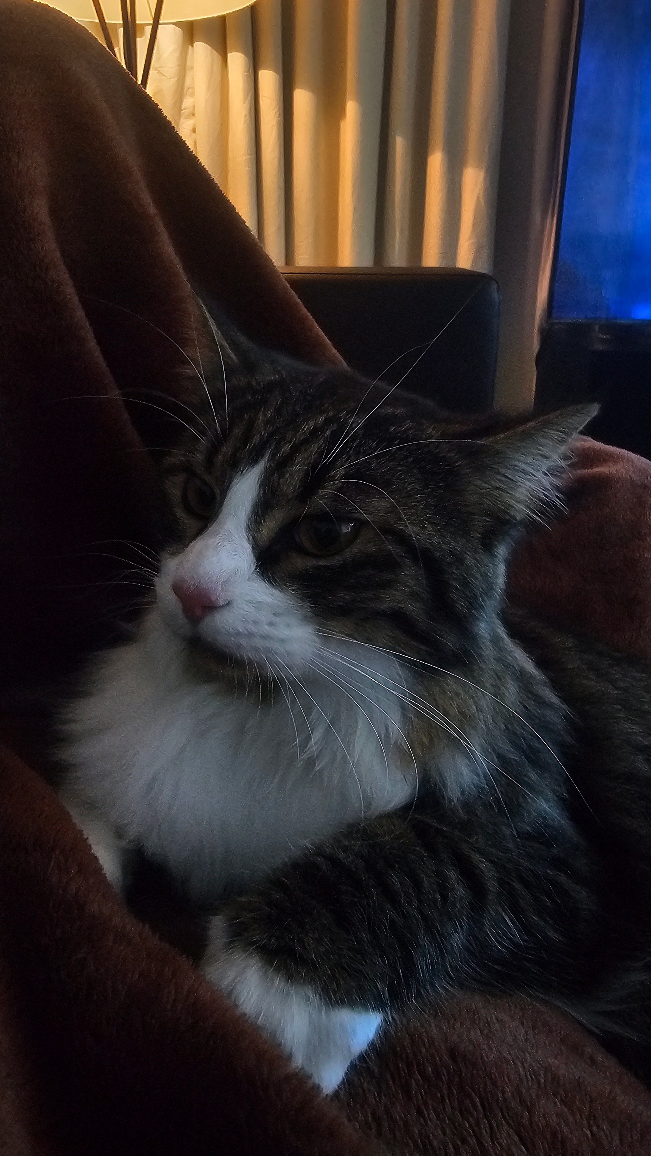 One year old male cat for adoption - Image 3