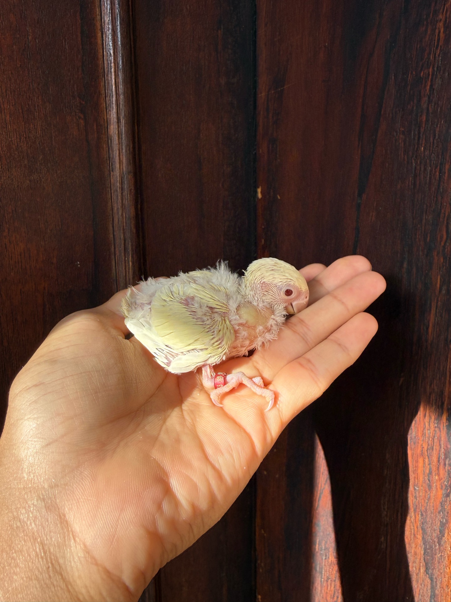 Cream color red eye lovebird chicks - Image 2