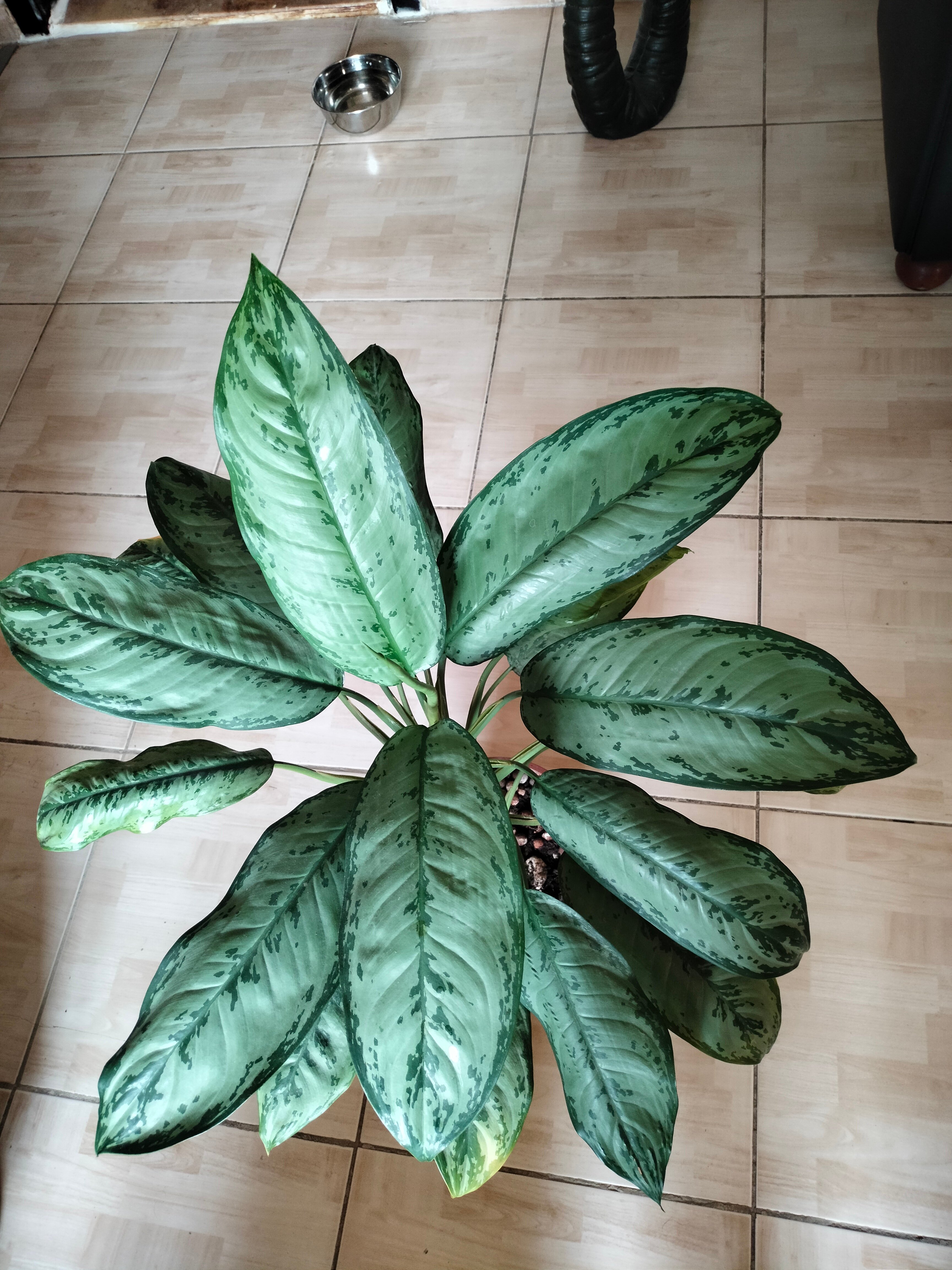Plant with pot for urgent sale  - Image 2