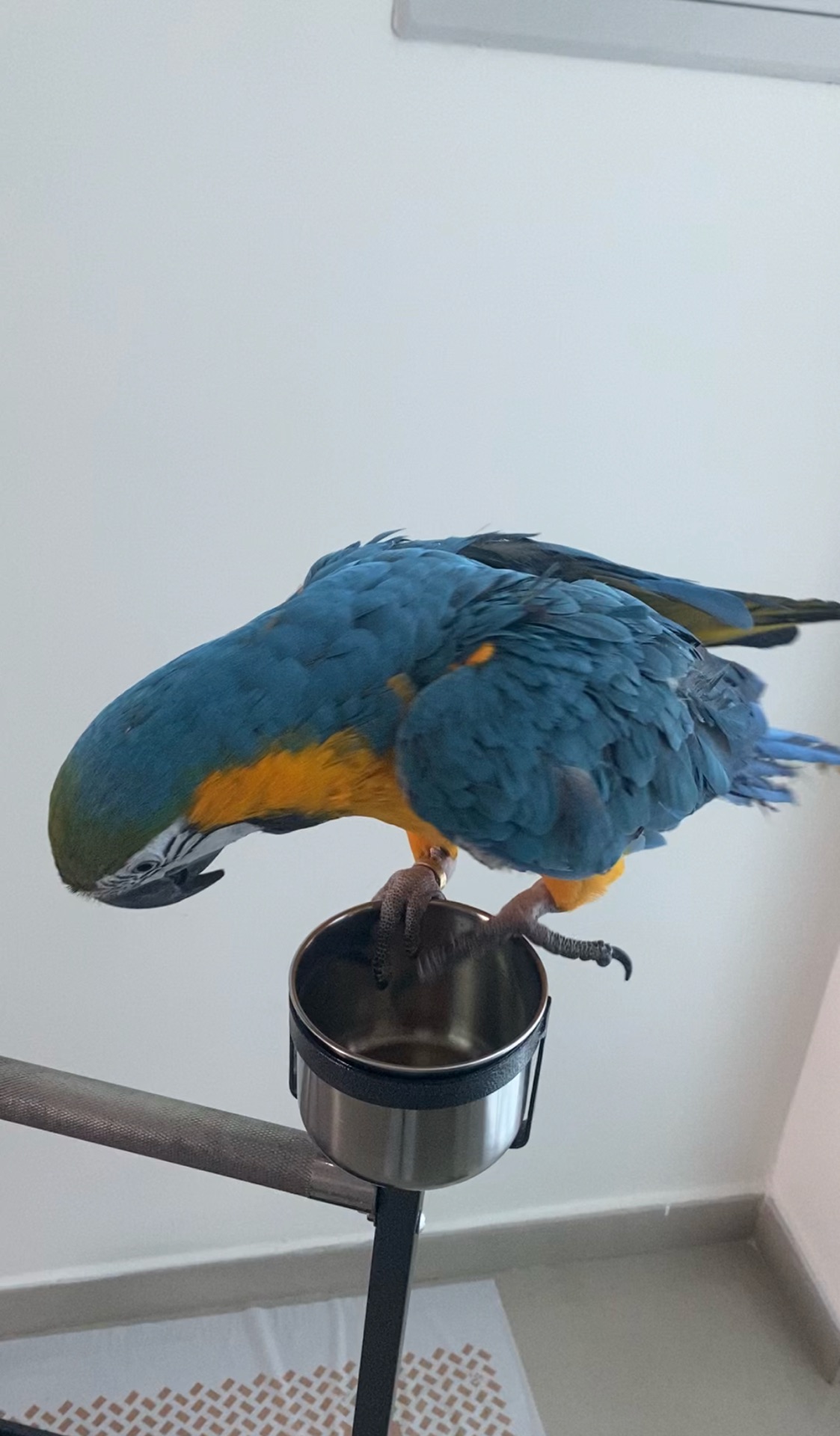 Golden Macaw  - Image 2