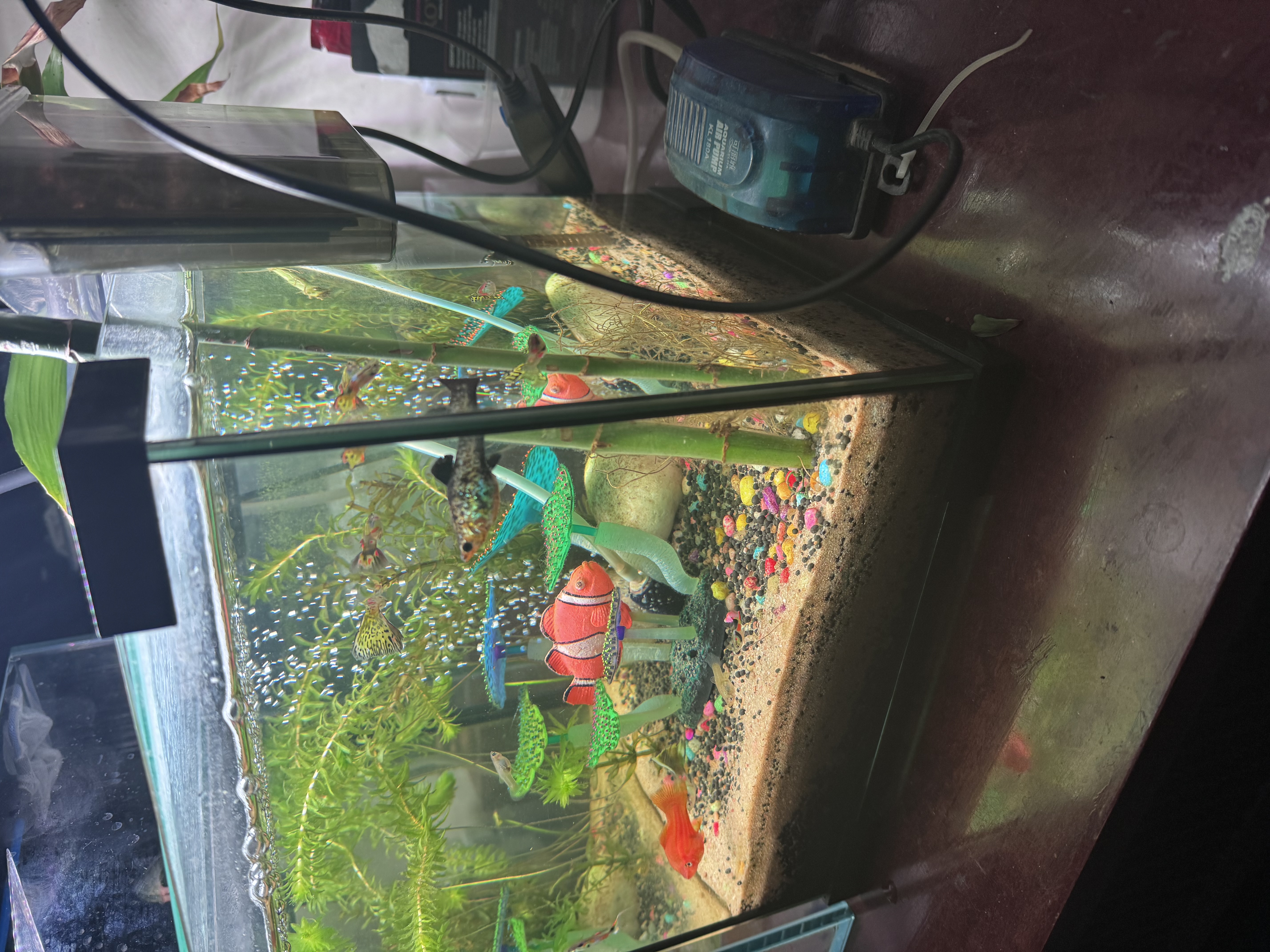 Clear glass fish tank - Image 2