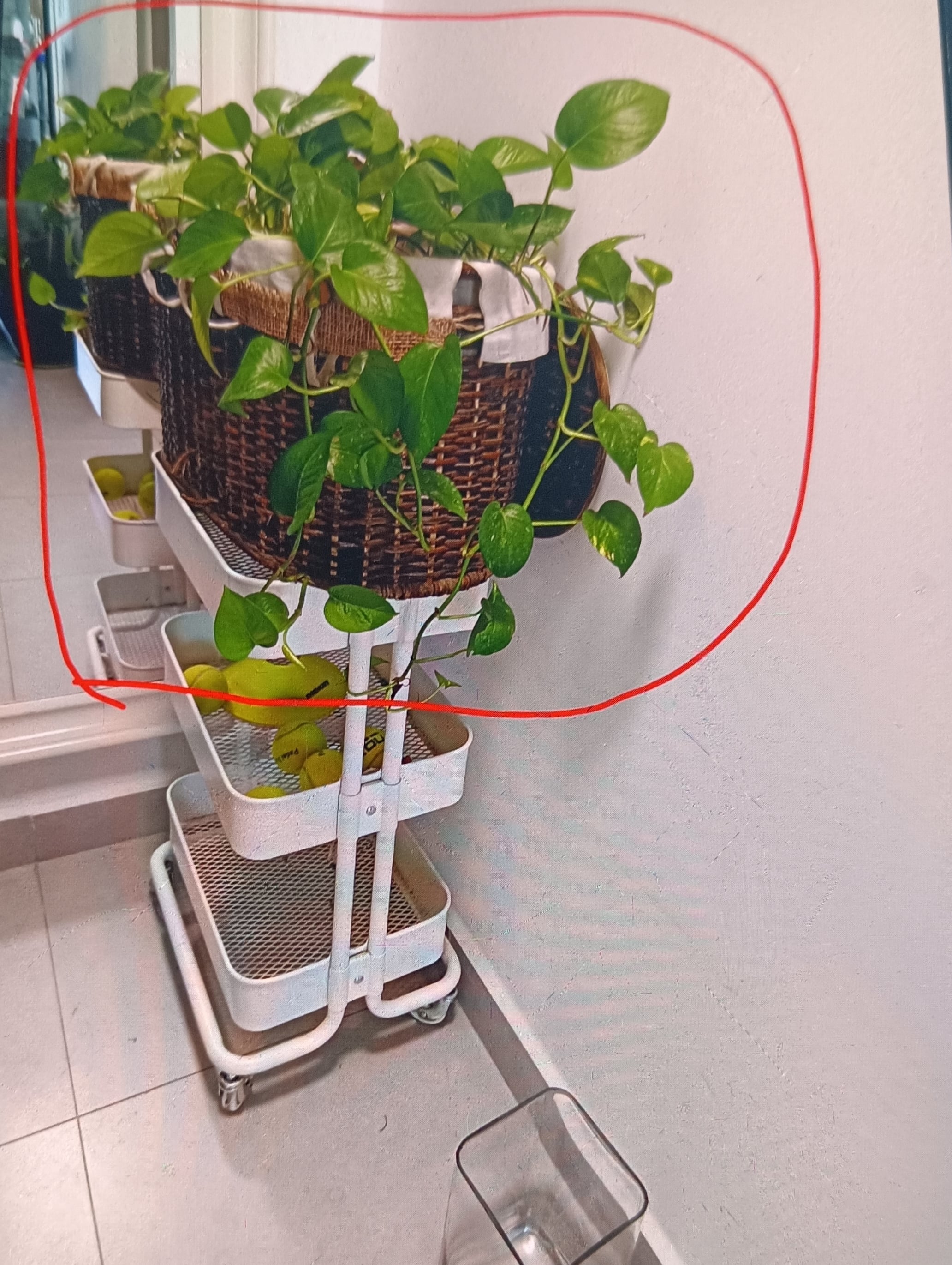 Plants - Image 4