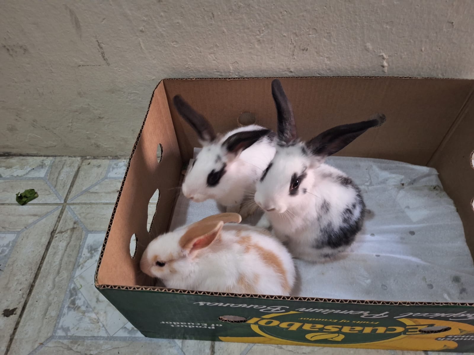 rabbits for sale - Image 1