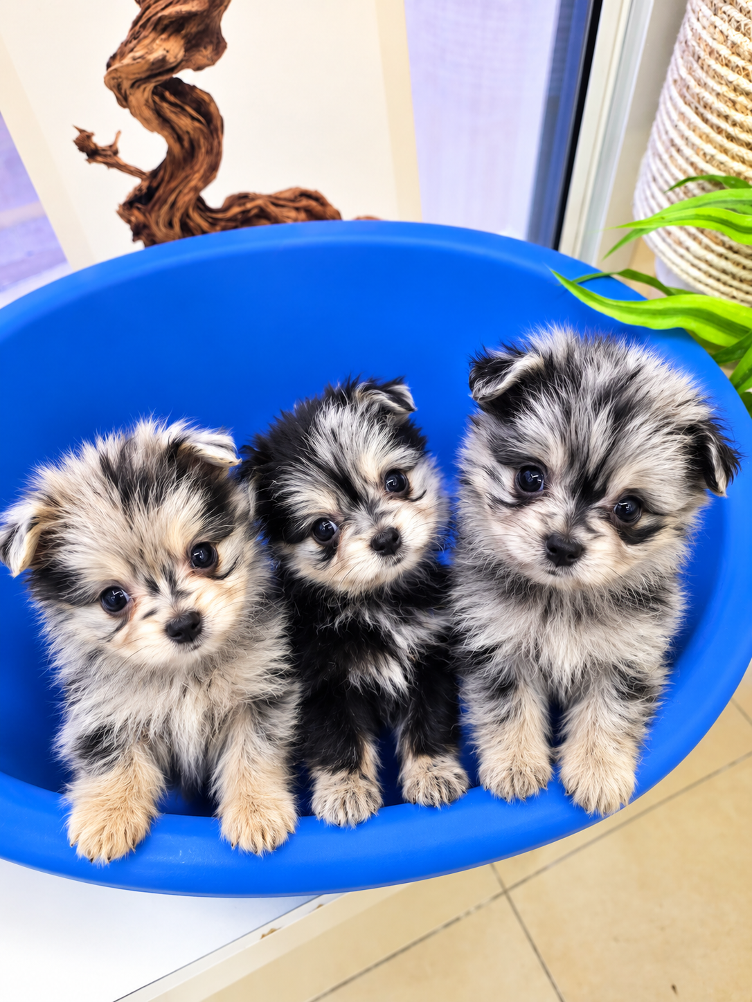 Pomapoo - Image 6