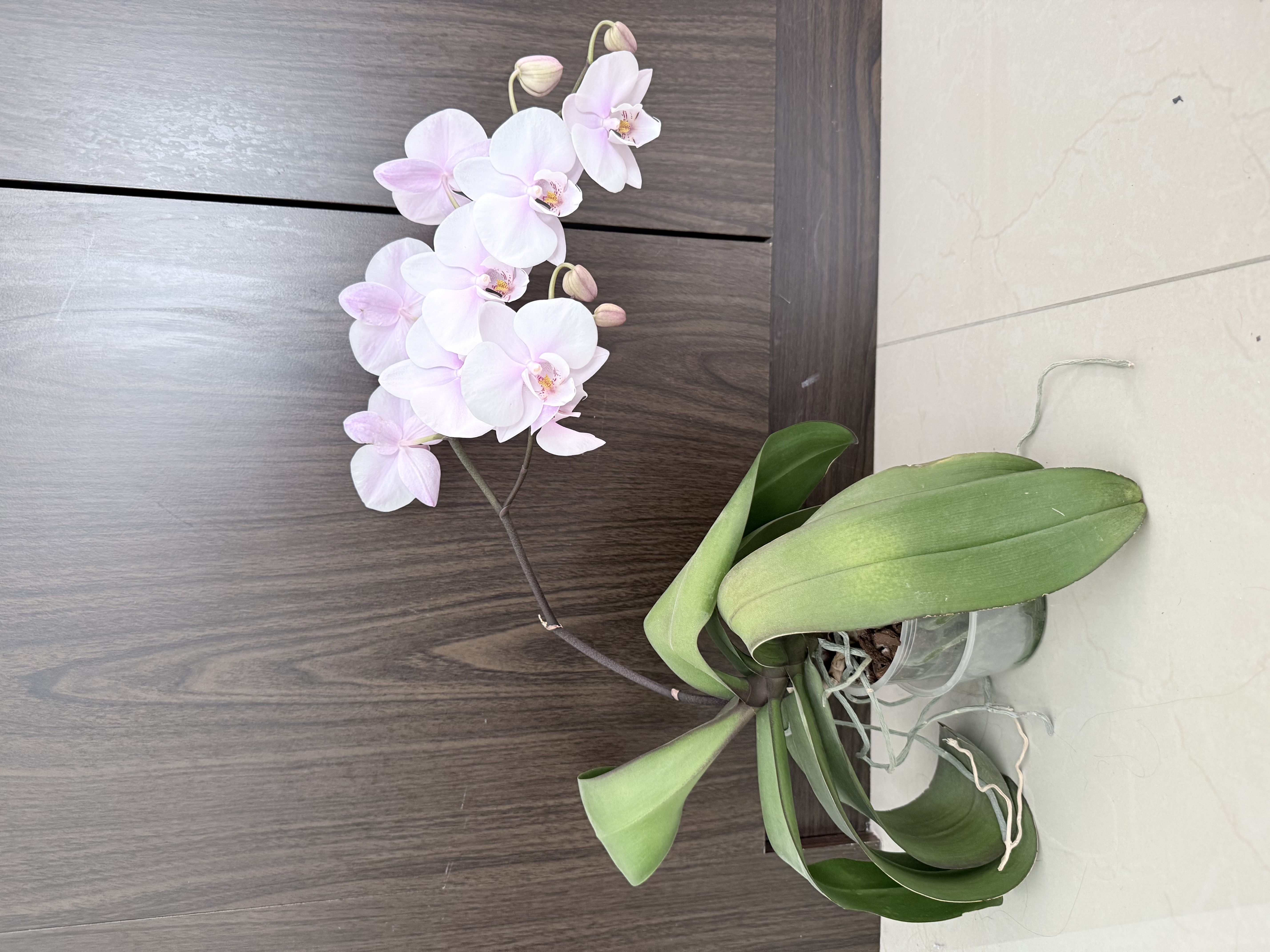Orchids to choose indoor plants  - Image 2