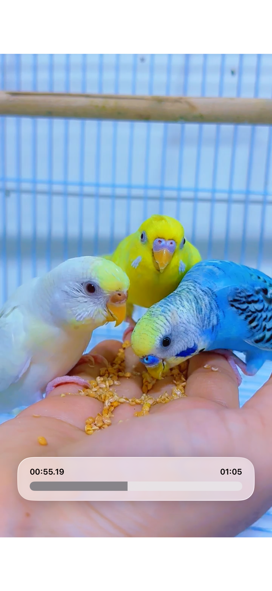 Healthy Budgies with Large Cage + Food Bowls | Items | Qatar Living ...
