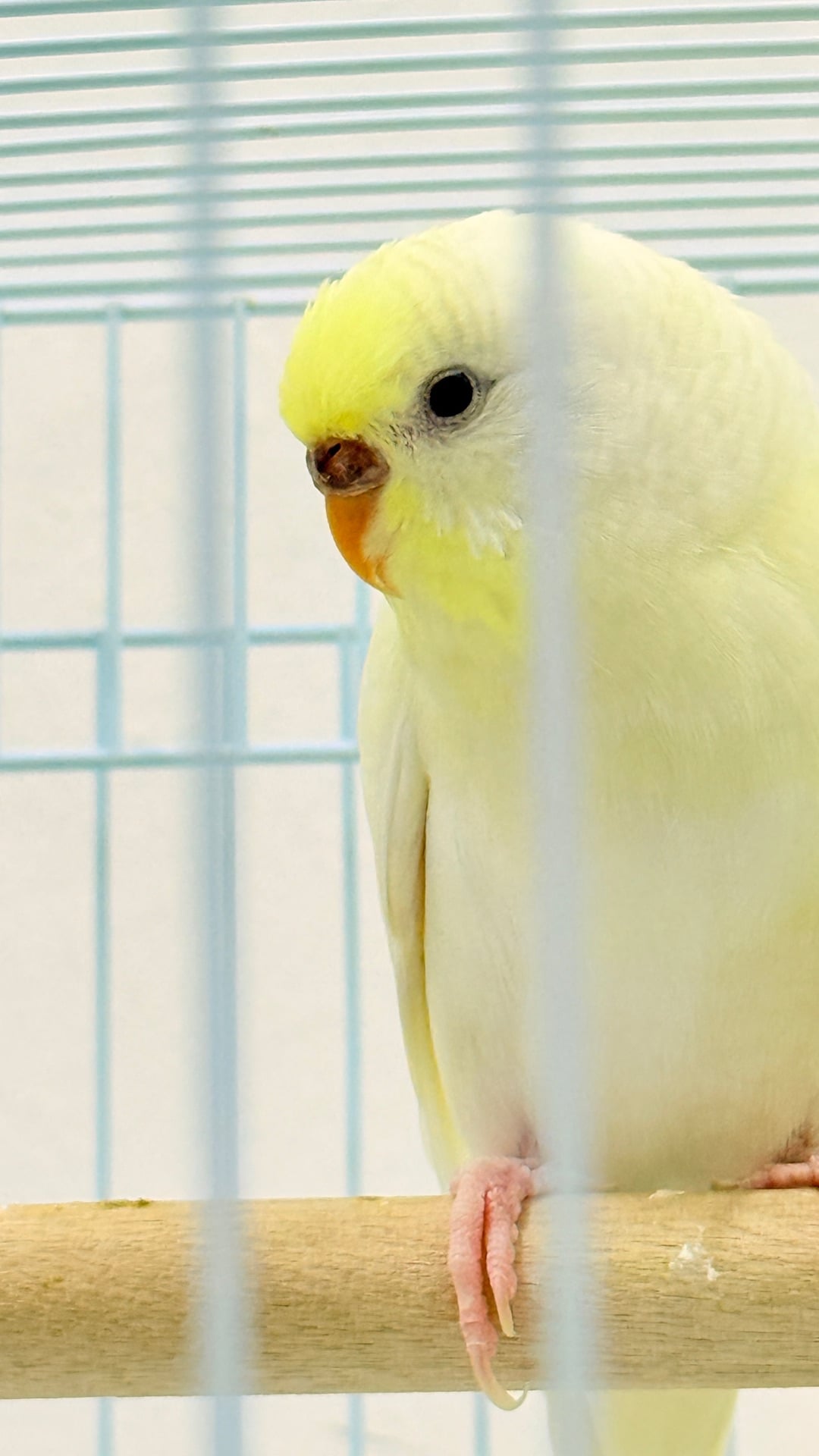 Healthy Budgies with Large Cage + Food Bowls | Items | Qatar Living ...
