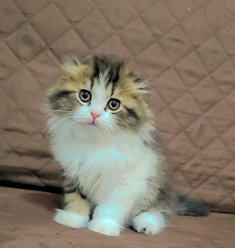 Shirazi& Scottish fold mix - Image 1