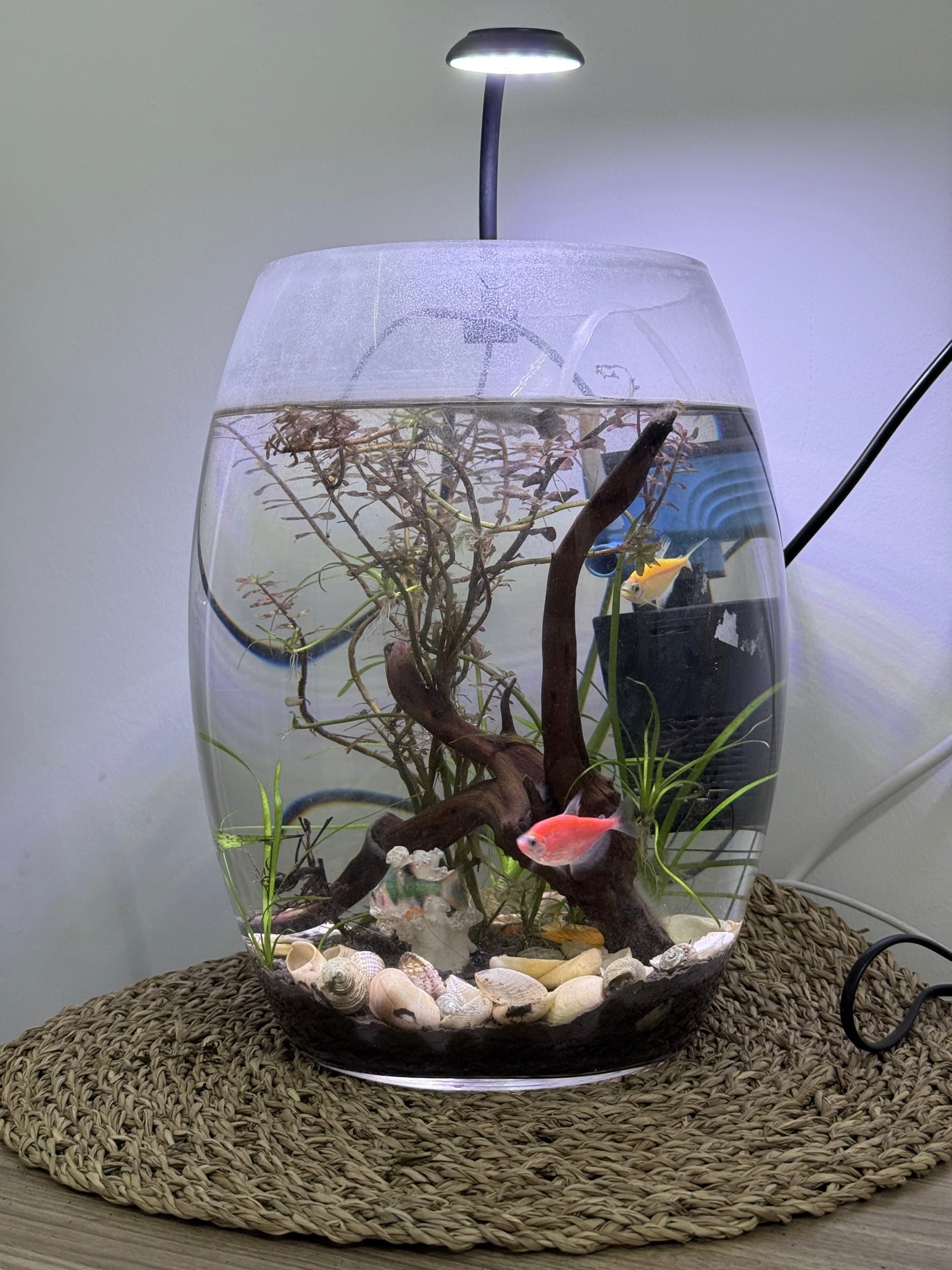 Aquarium with natural plants with 3 different lighting - Image 1
