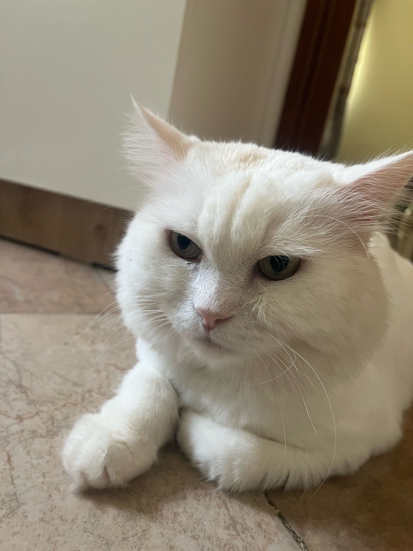 Female persian cat spayed - Image 6