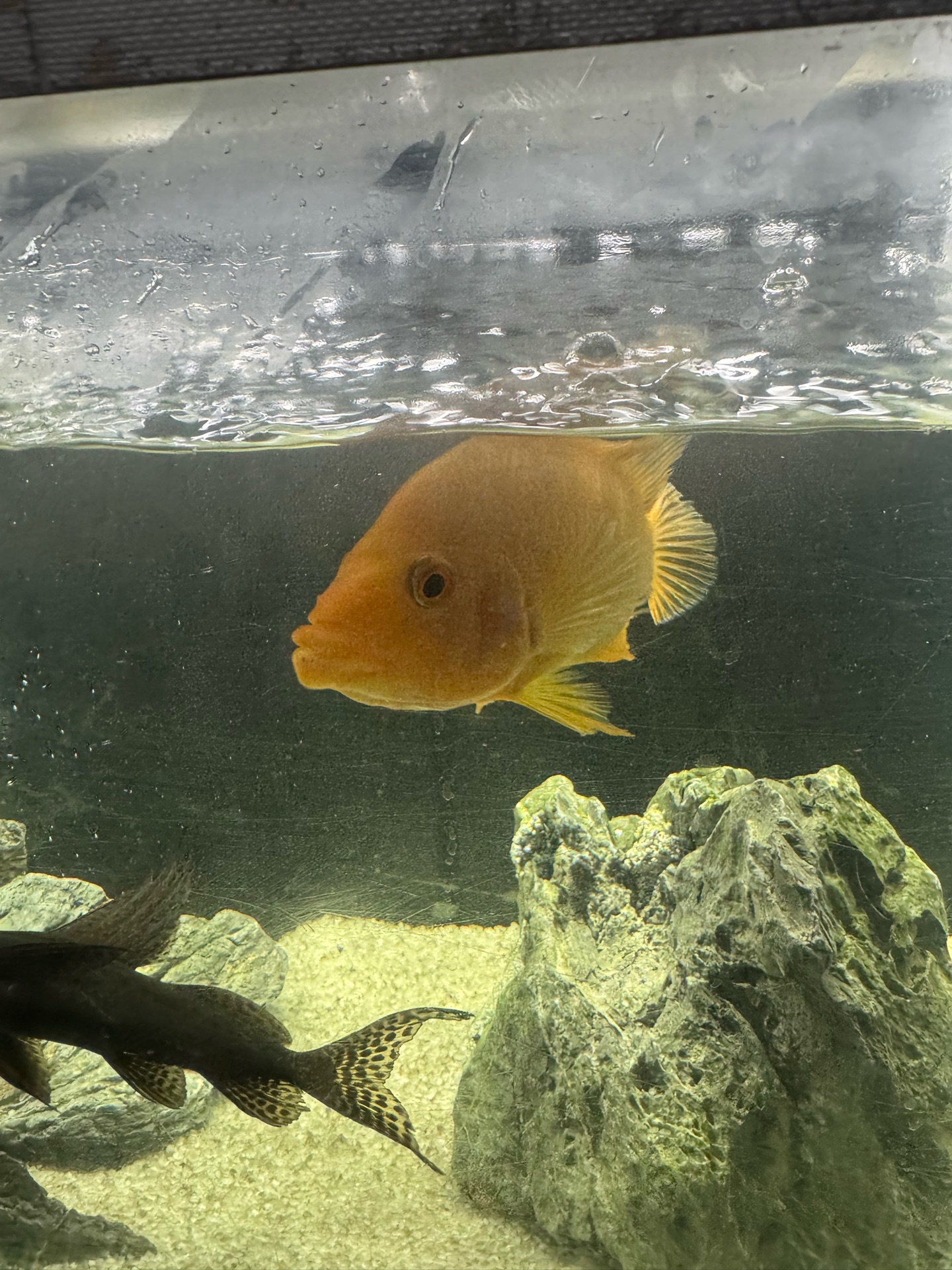 Red devil Fish - Image 1