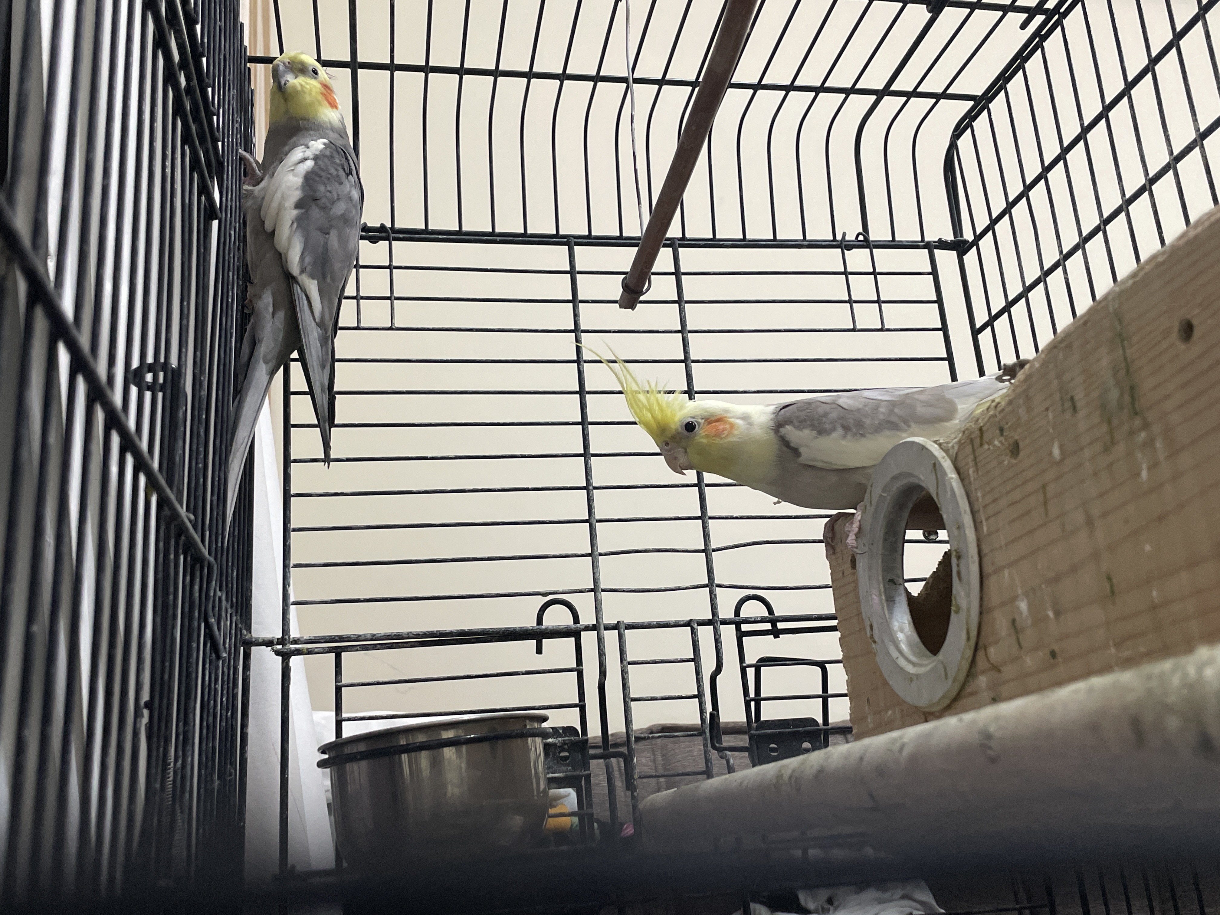 Beautiful and very cute Birds - Image 1