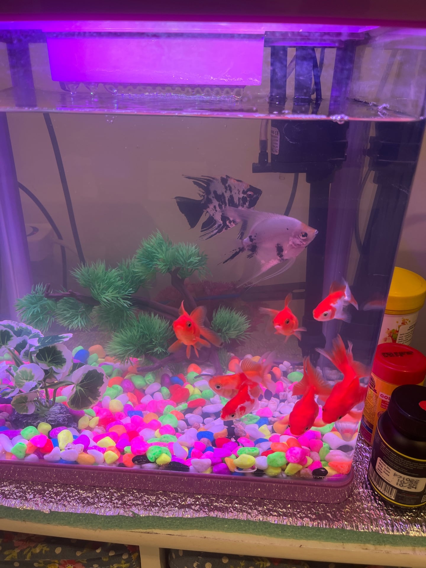 Aquarium with fish 9 pics - Image 4