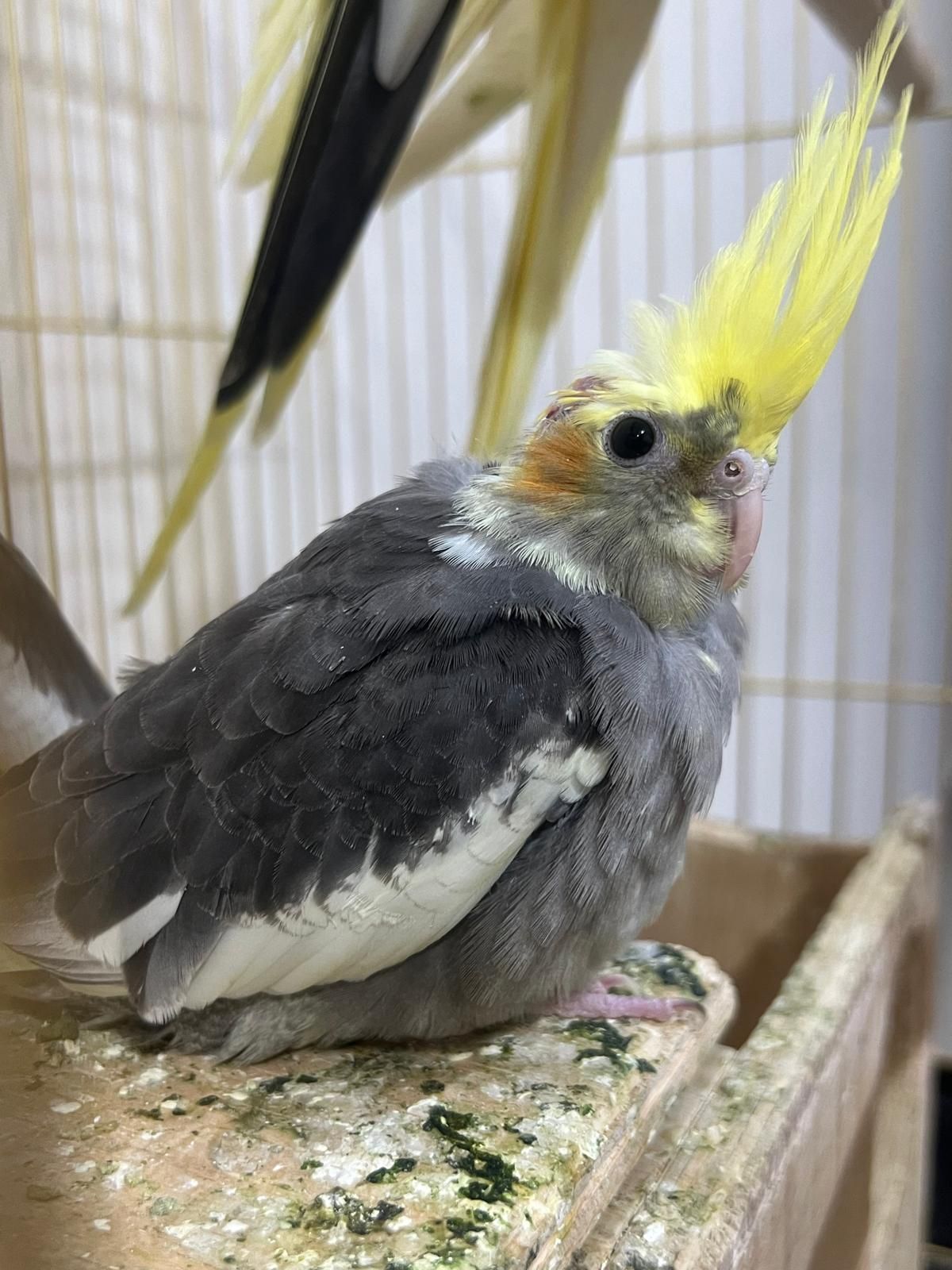  3 Cockatiel birds - Image 3
