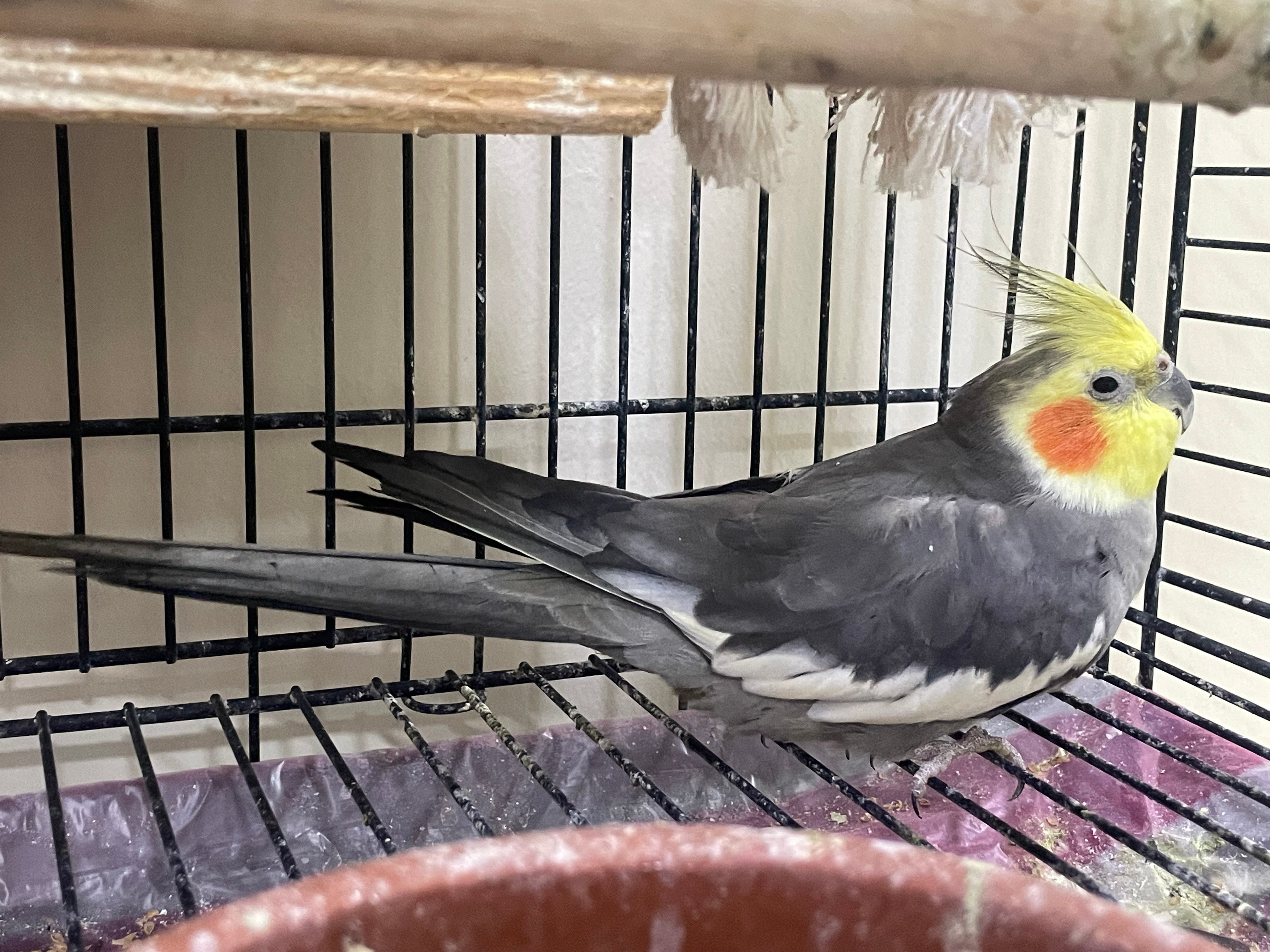 Beautiful and very cute Birds  - Image 2