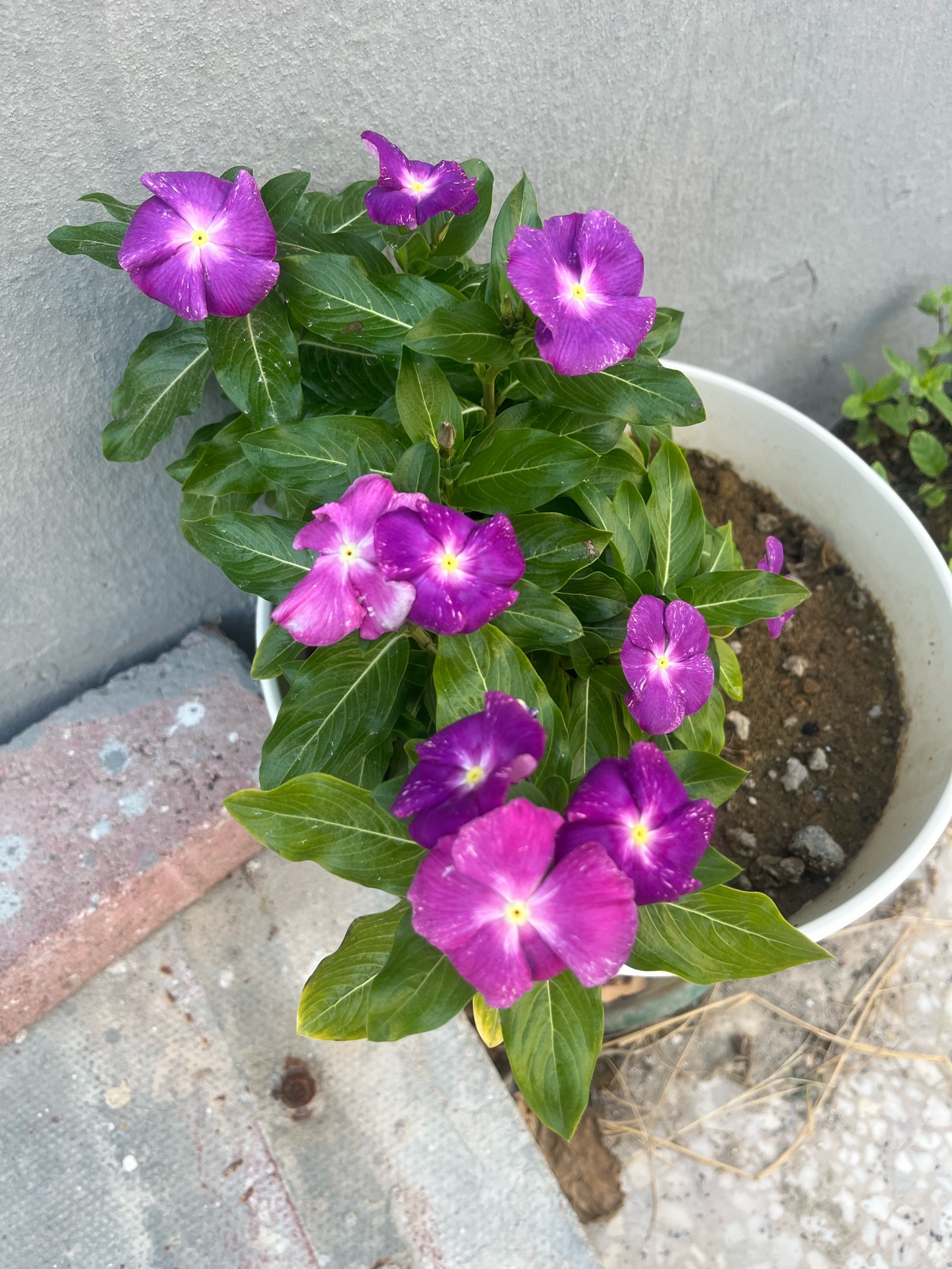 Flowers  - Image 4