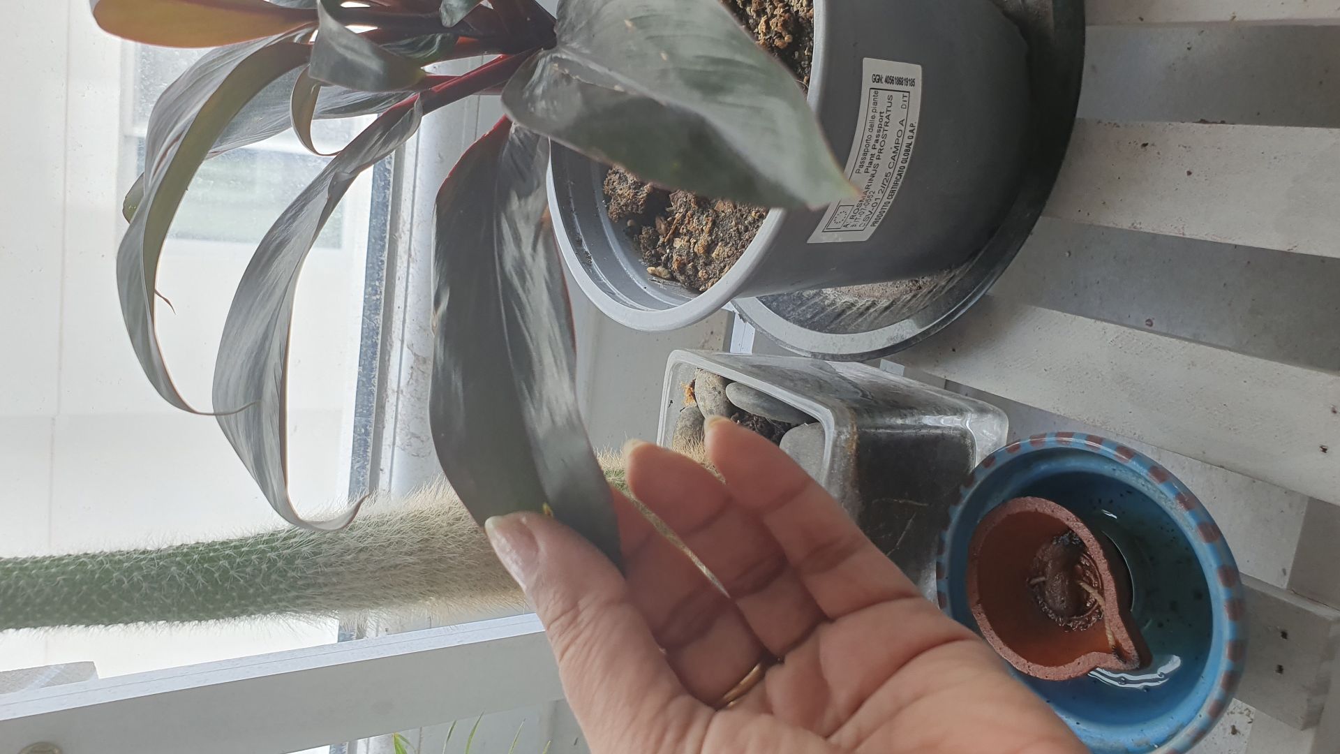 Indoor plant  - Image 4