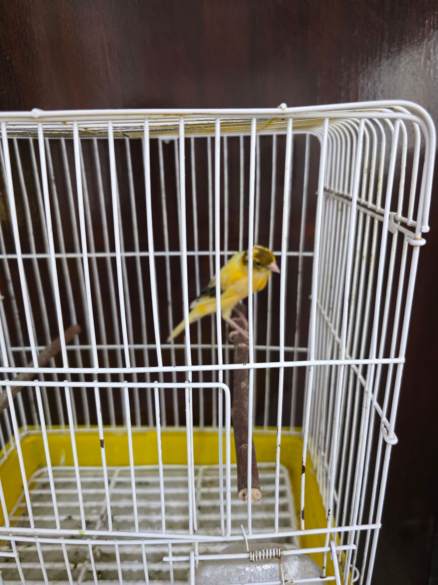 Canary Male Ready - Image 2