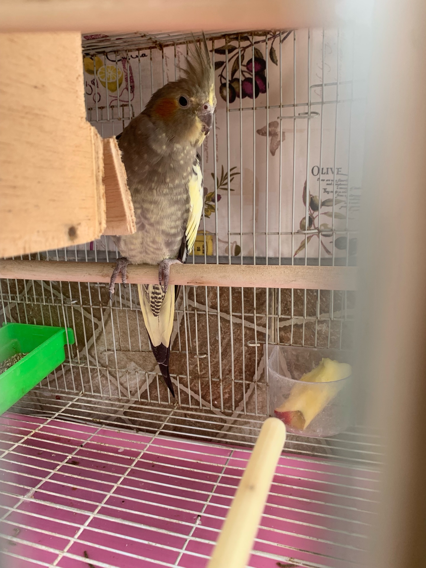 Cockatiels pair with big cage for sale  - Image 7