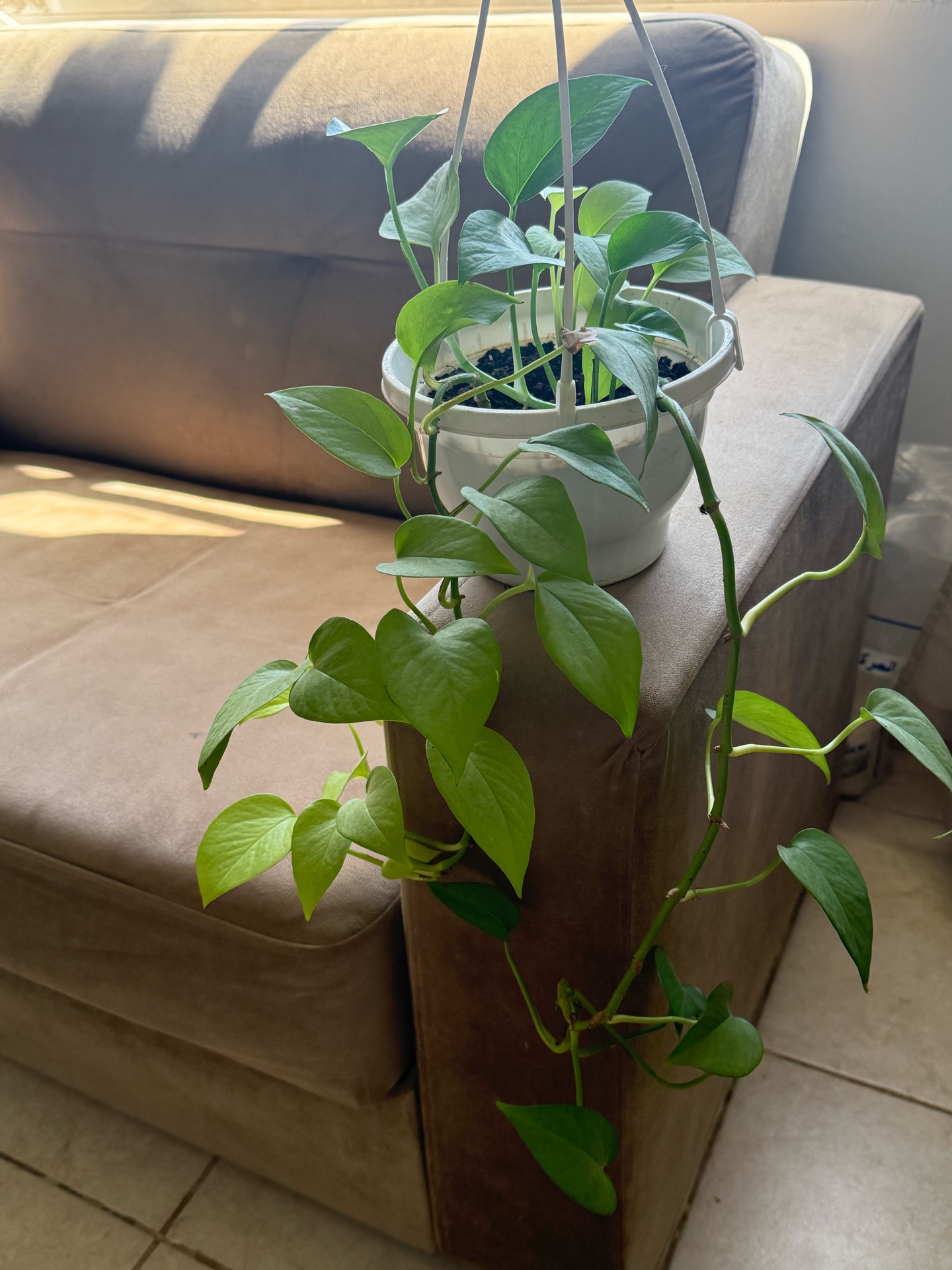 Money plant light green - Image 5