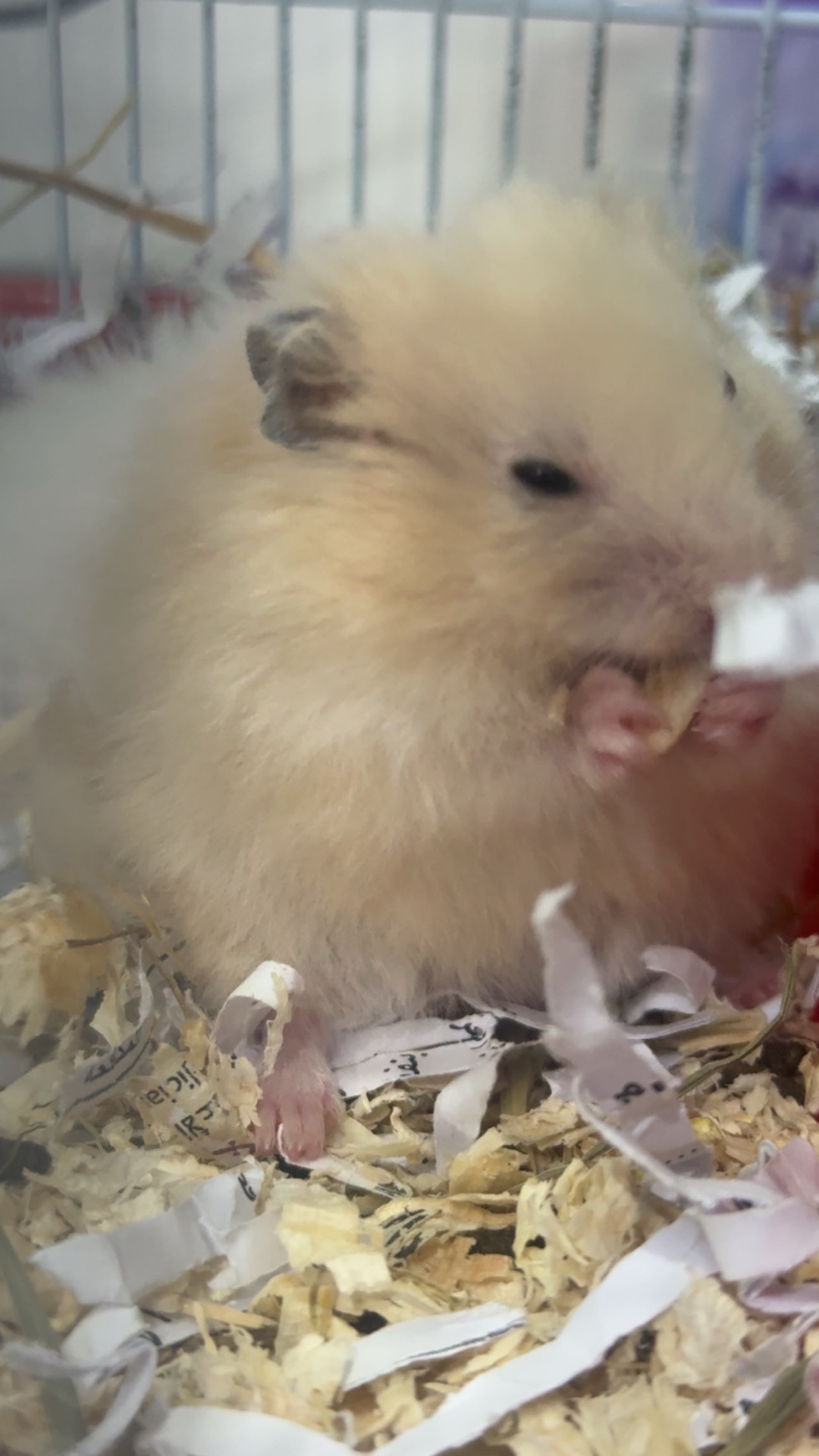 5 hamster with cage - Image 2