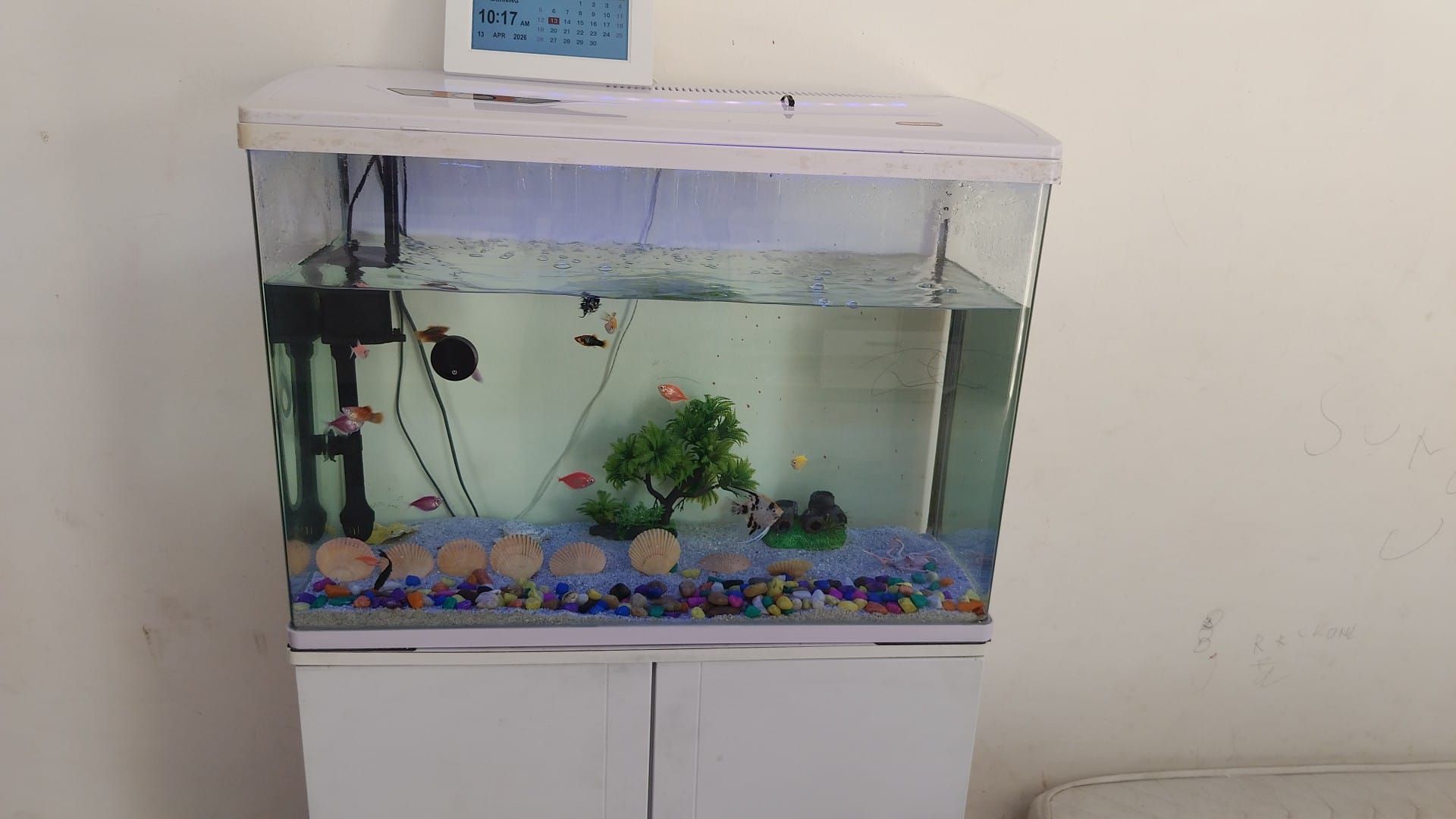 Aquarium - Image 6