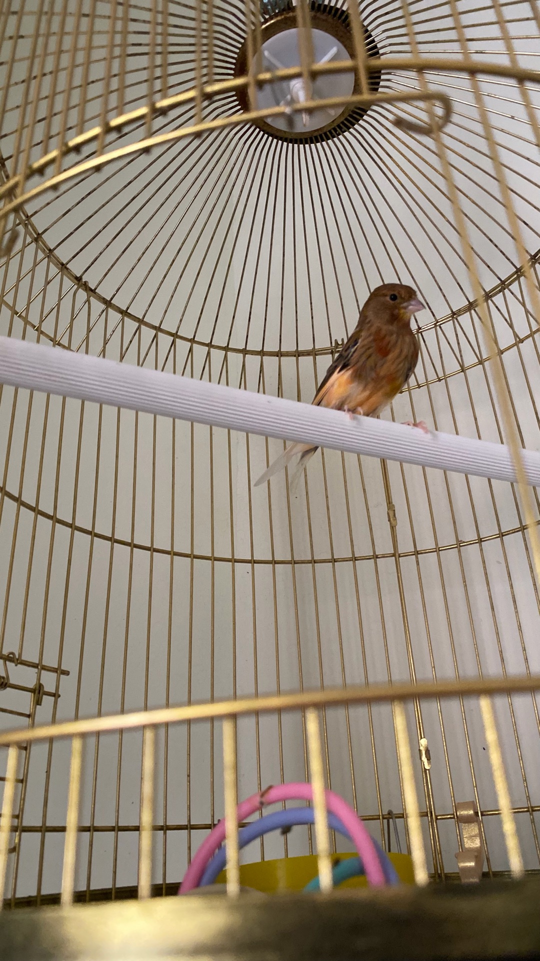 Lovely canary bird for sale. Strong, sweet singing voice, active and healthy. - Image 3