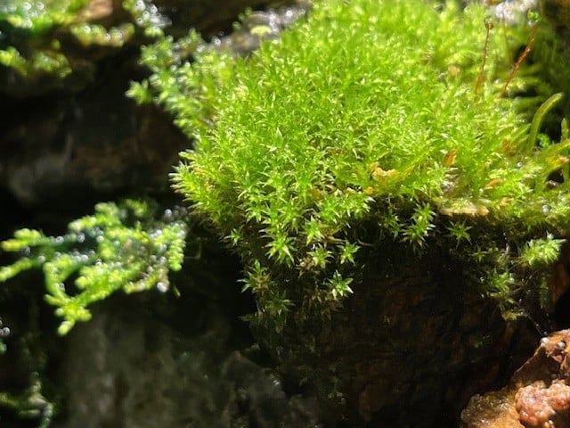 Aquarium Fish tank Live plants sale - Image 3