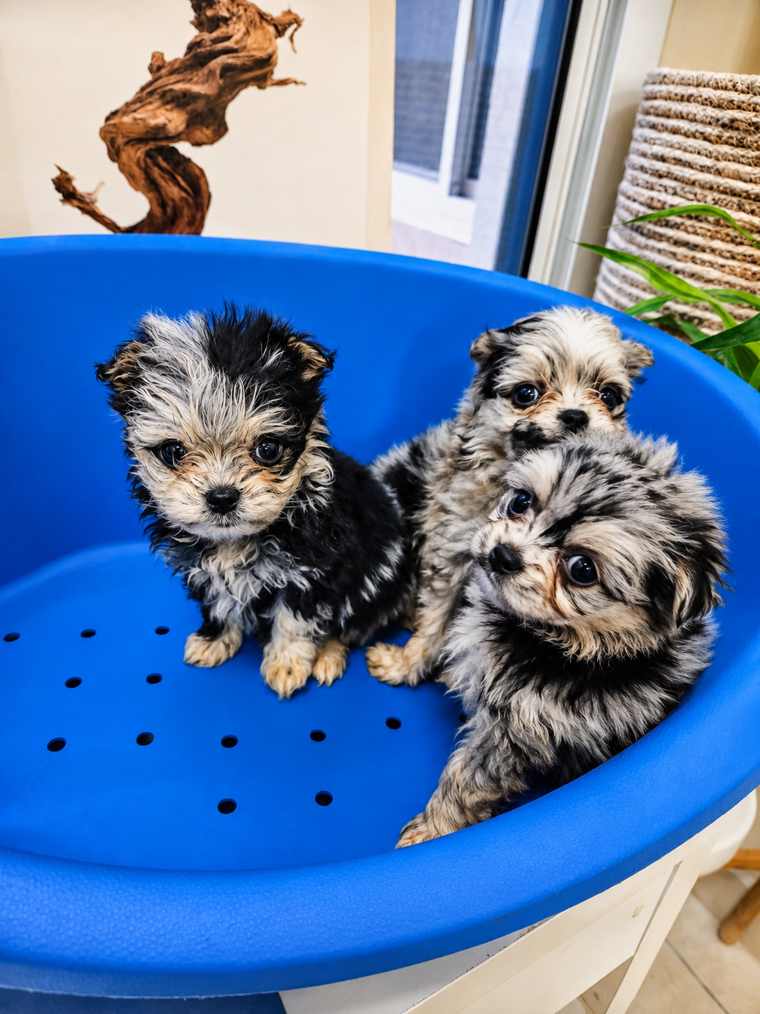 Pomapoo - Image 7