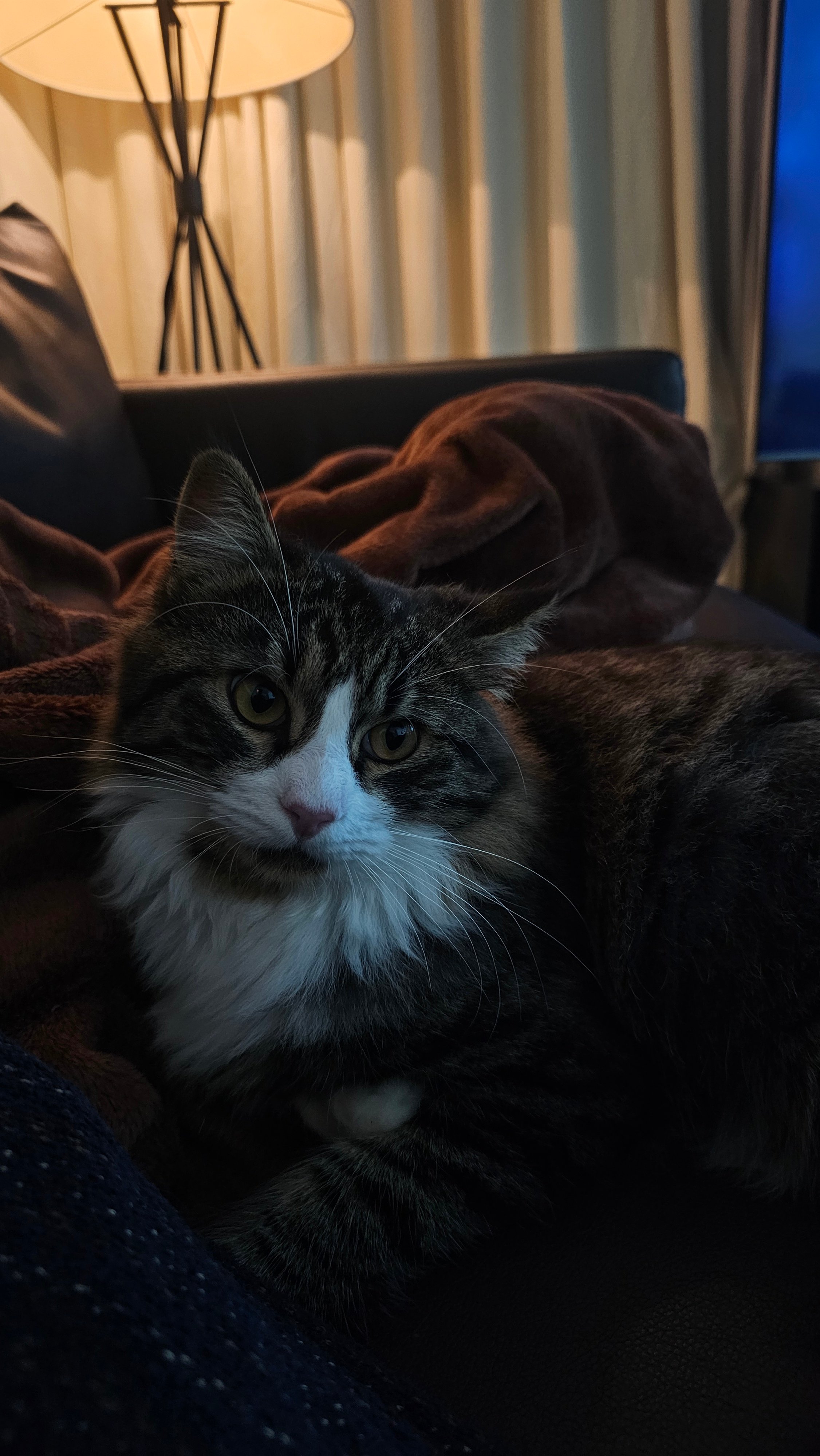One year old male cat for adoption - Image 1